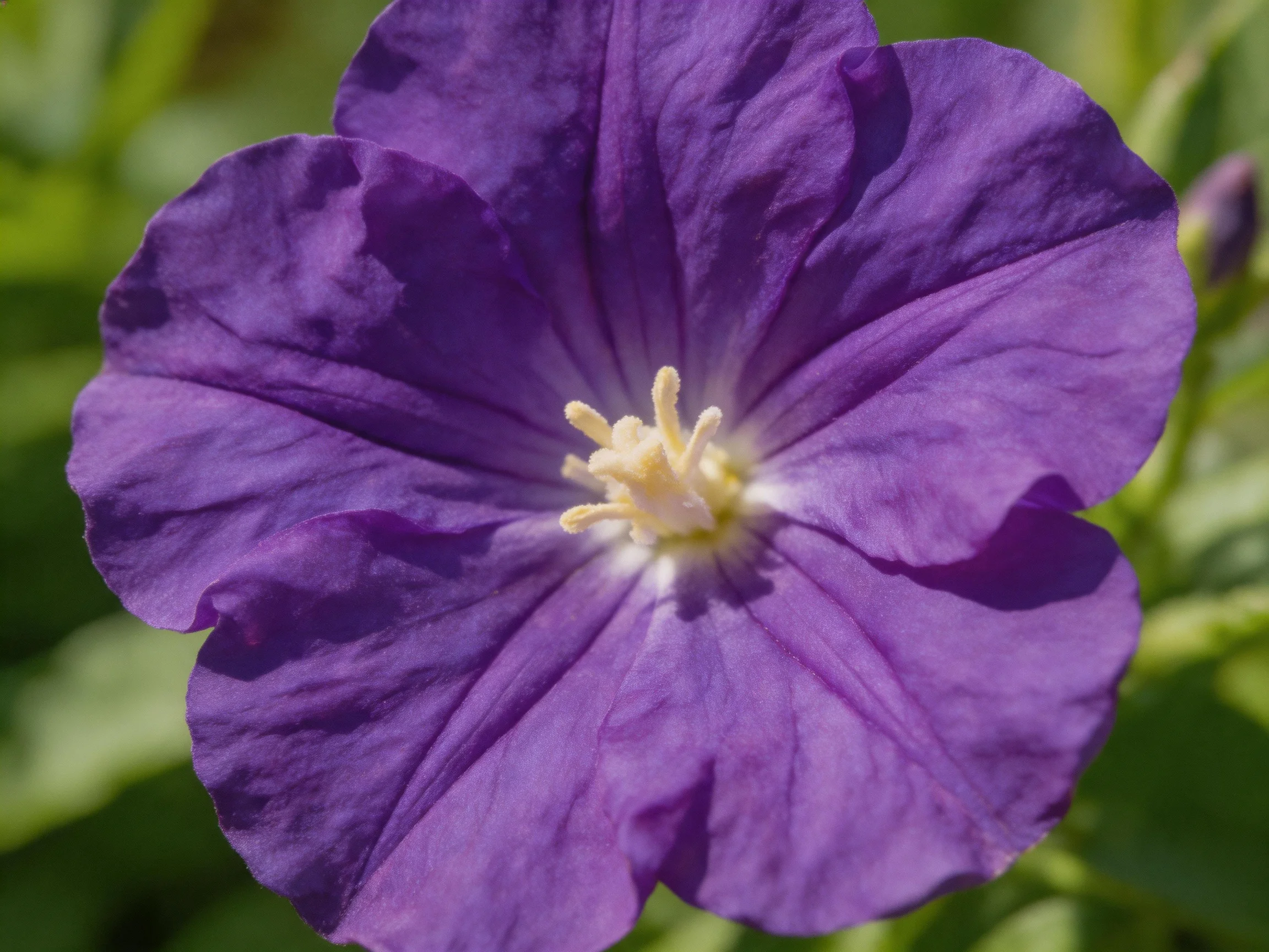 Close-up of a vivid purple petunia flower with distinct petals