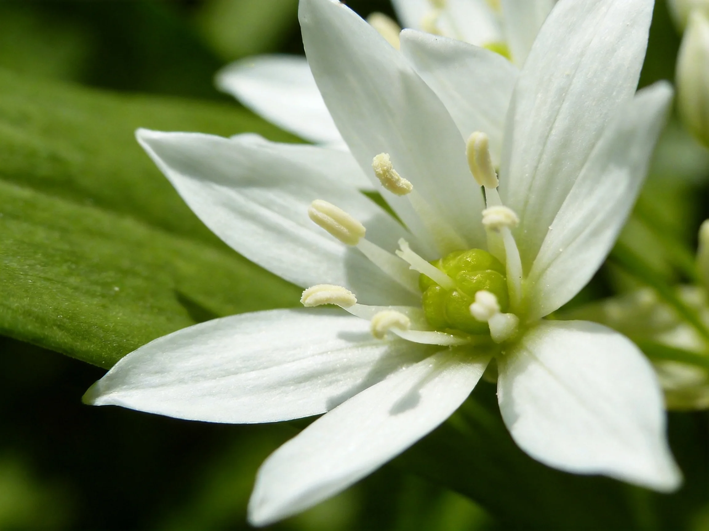 Close - up of a white flower with yellow stamens and green foliage