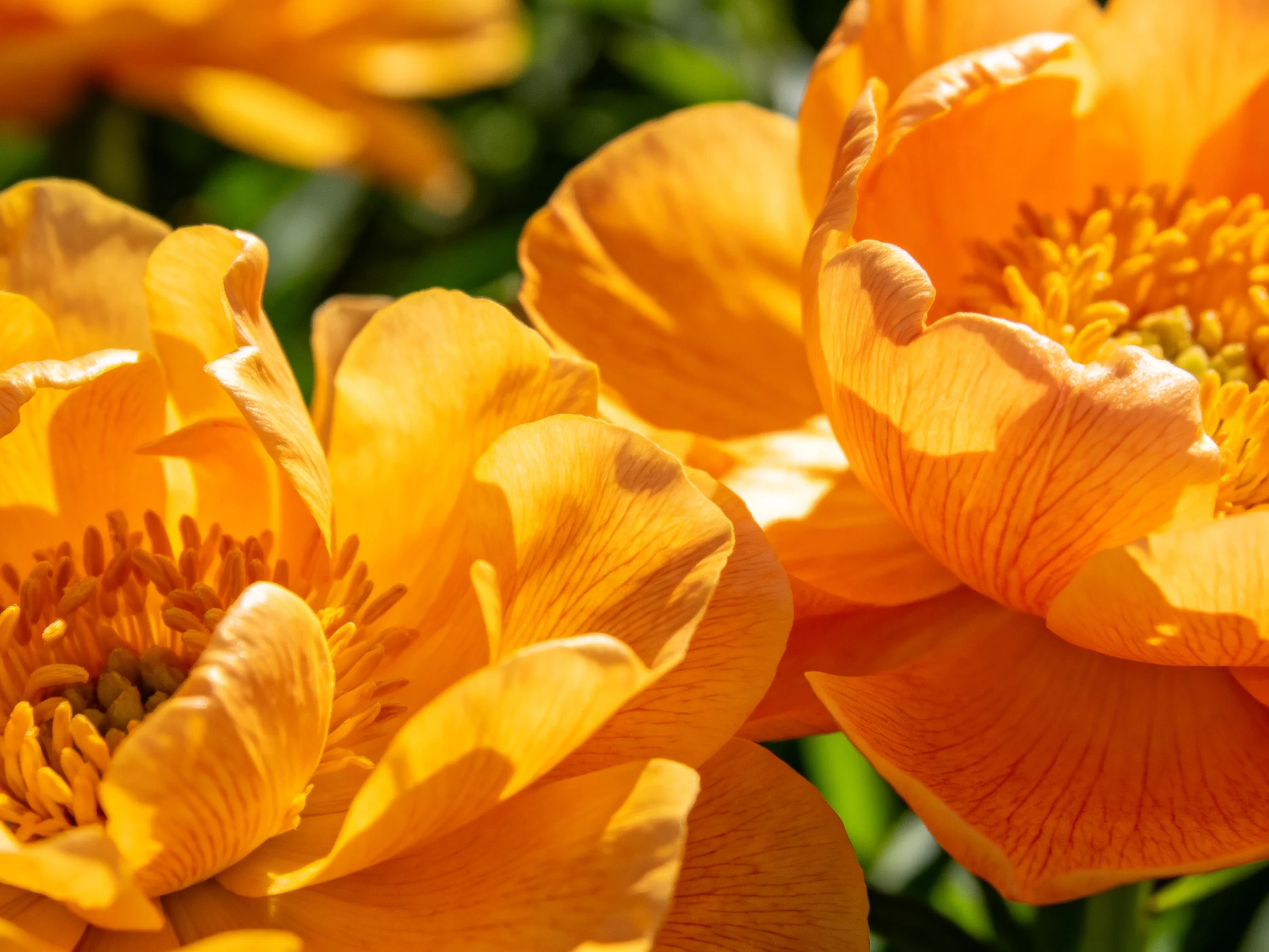 Close-up of bright orange blooms with golden centers
