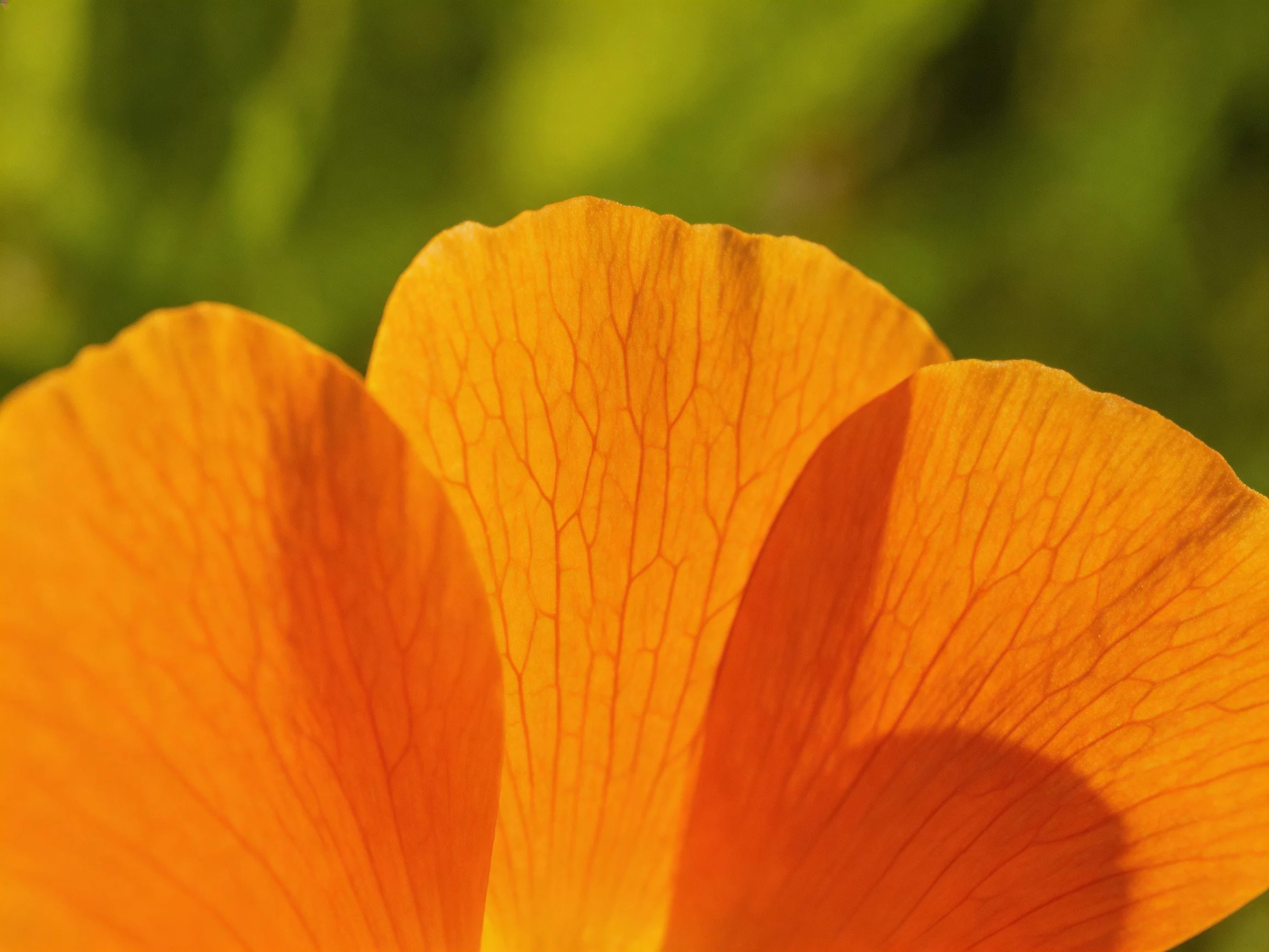 Close - up of bright orange flower petals with detailed vein patterns