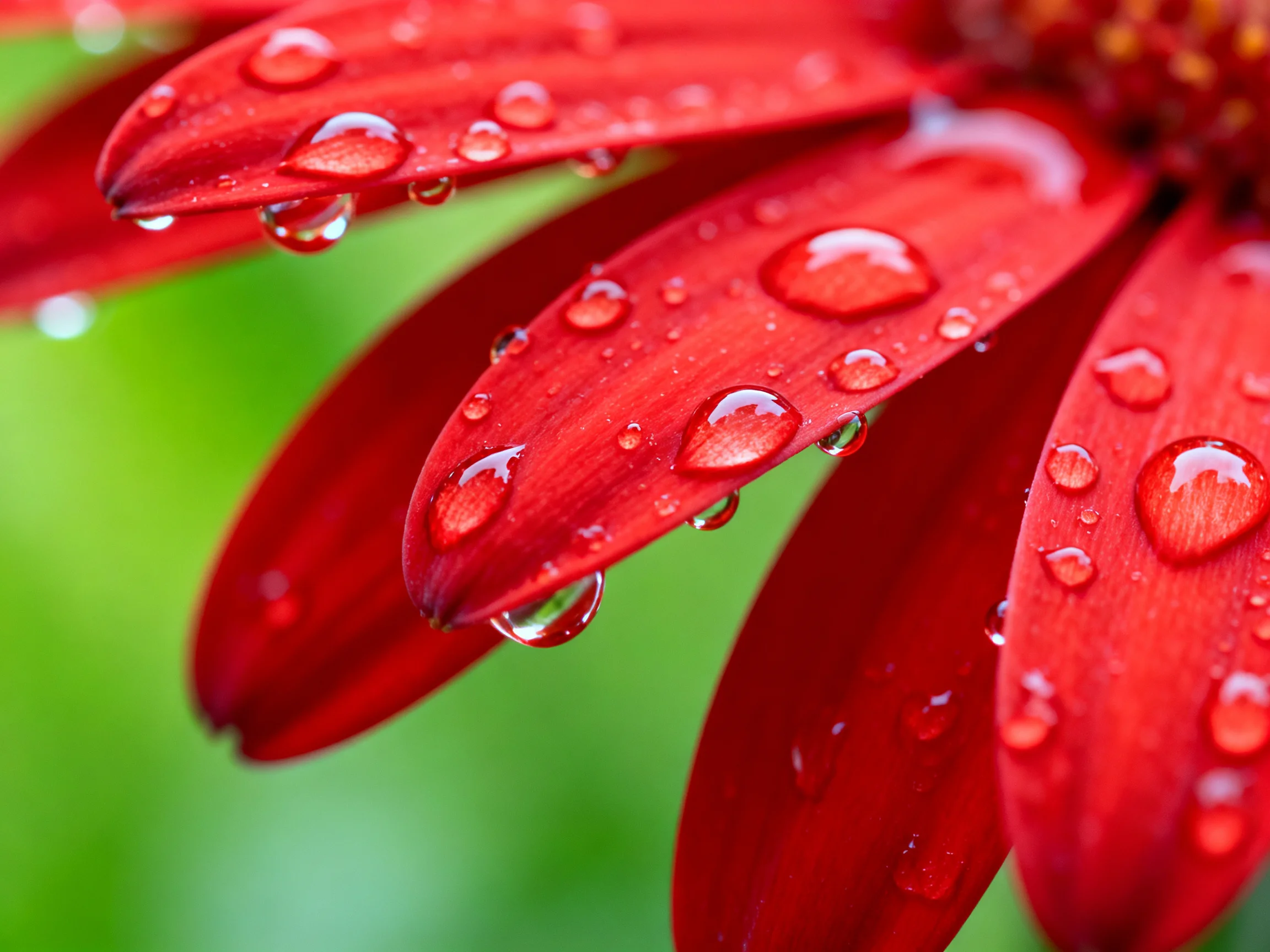 Close - up of bright red flower petals with glistening water droplets