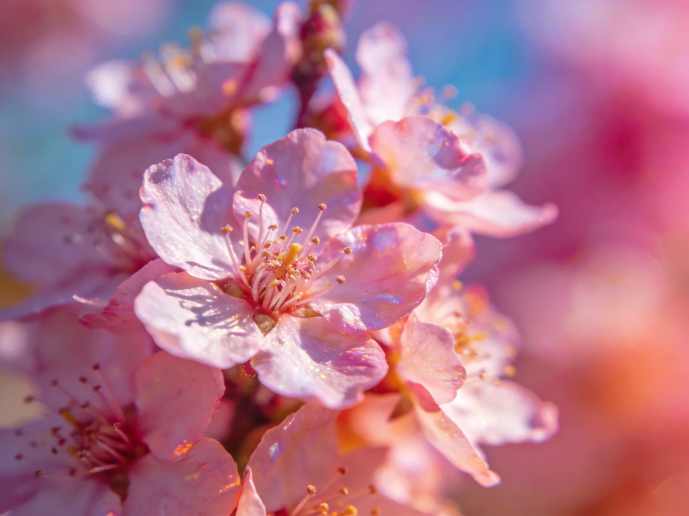 Close-up of delicate pink blossoms with soft bokeh background