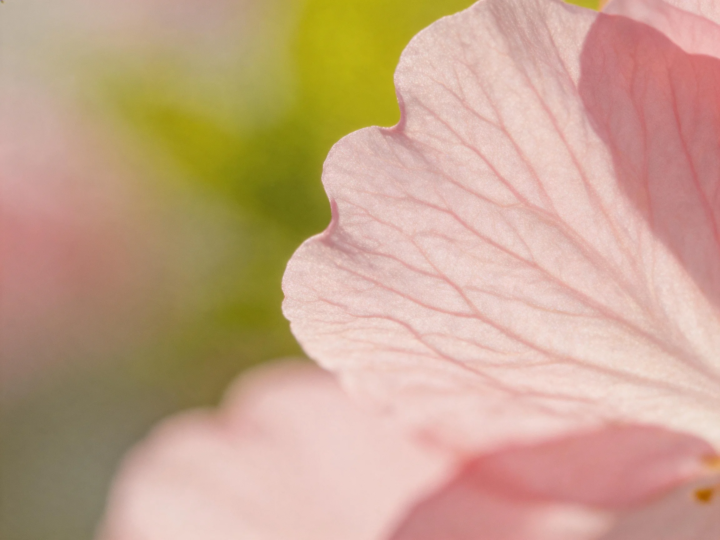Close - up of delicate pink flower petals with prominent vein details and soft green blur