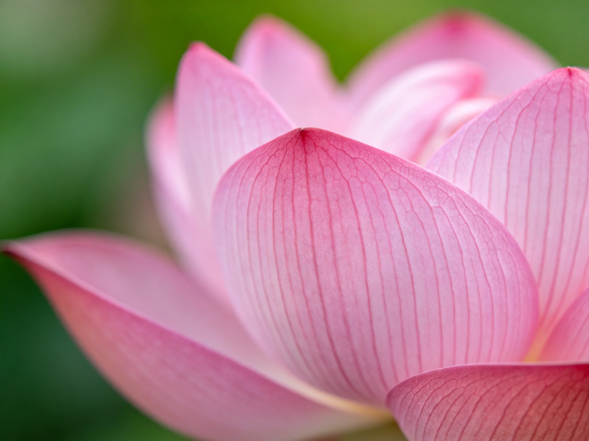 Close-up of delicate pink lotus petals with prominent veining