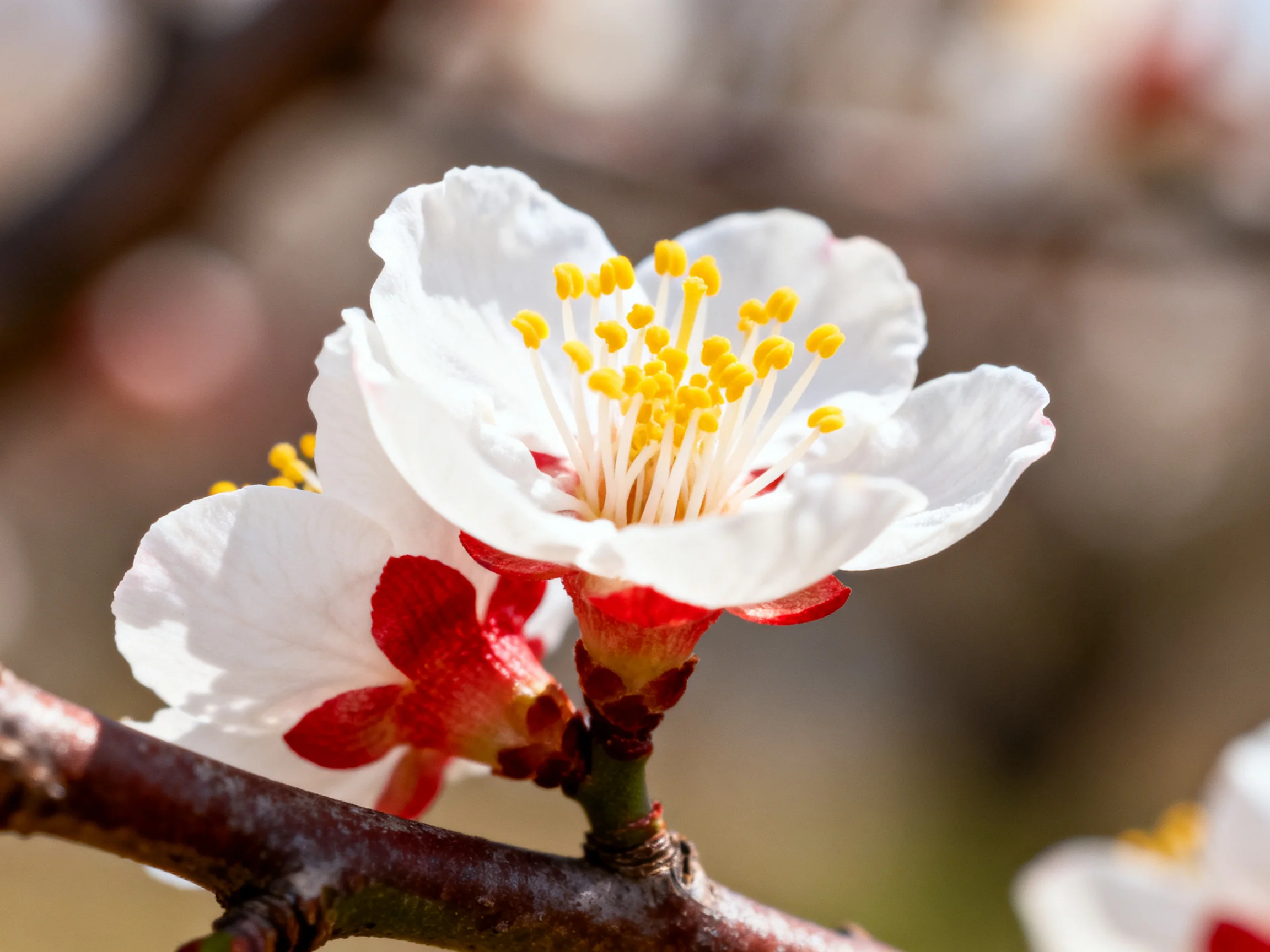 Close - up of delicate white blossoms with yellow stamens and red accents