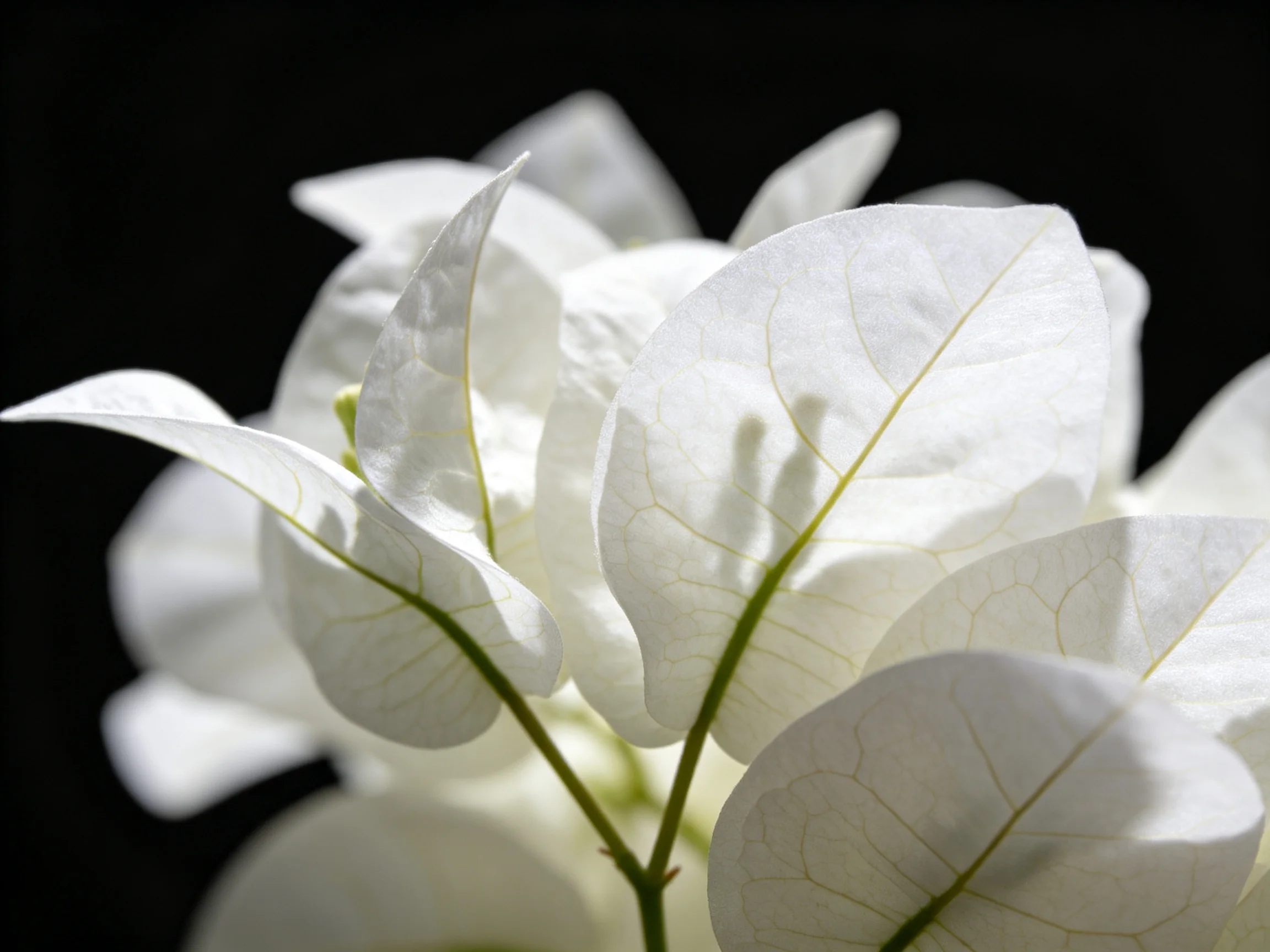 Close-up of delicate white bougainvillea petals against a stark black backdrop