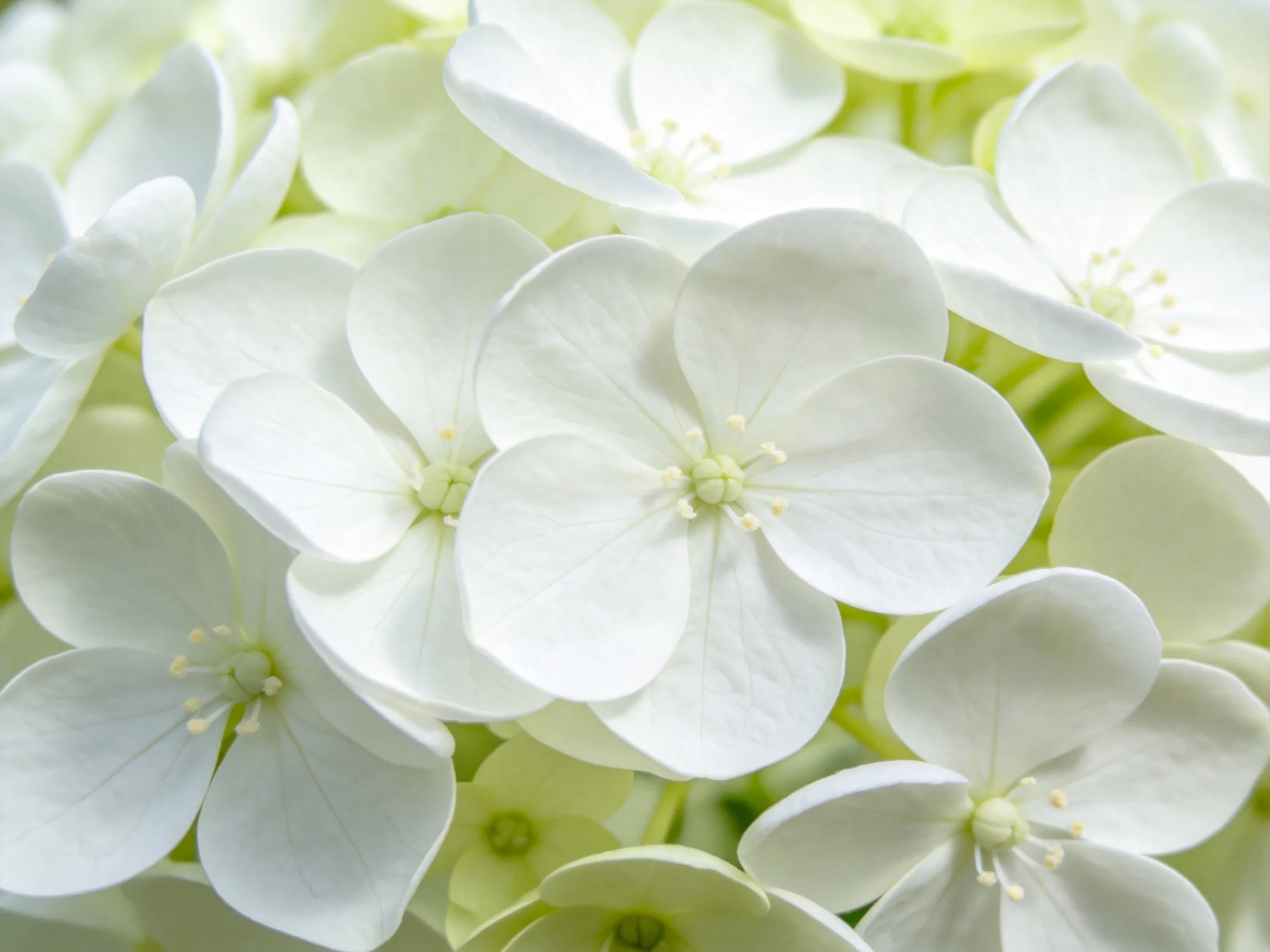Close-up of delicate white hydrangea blooms with soft green accents