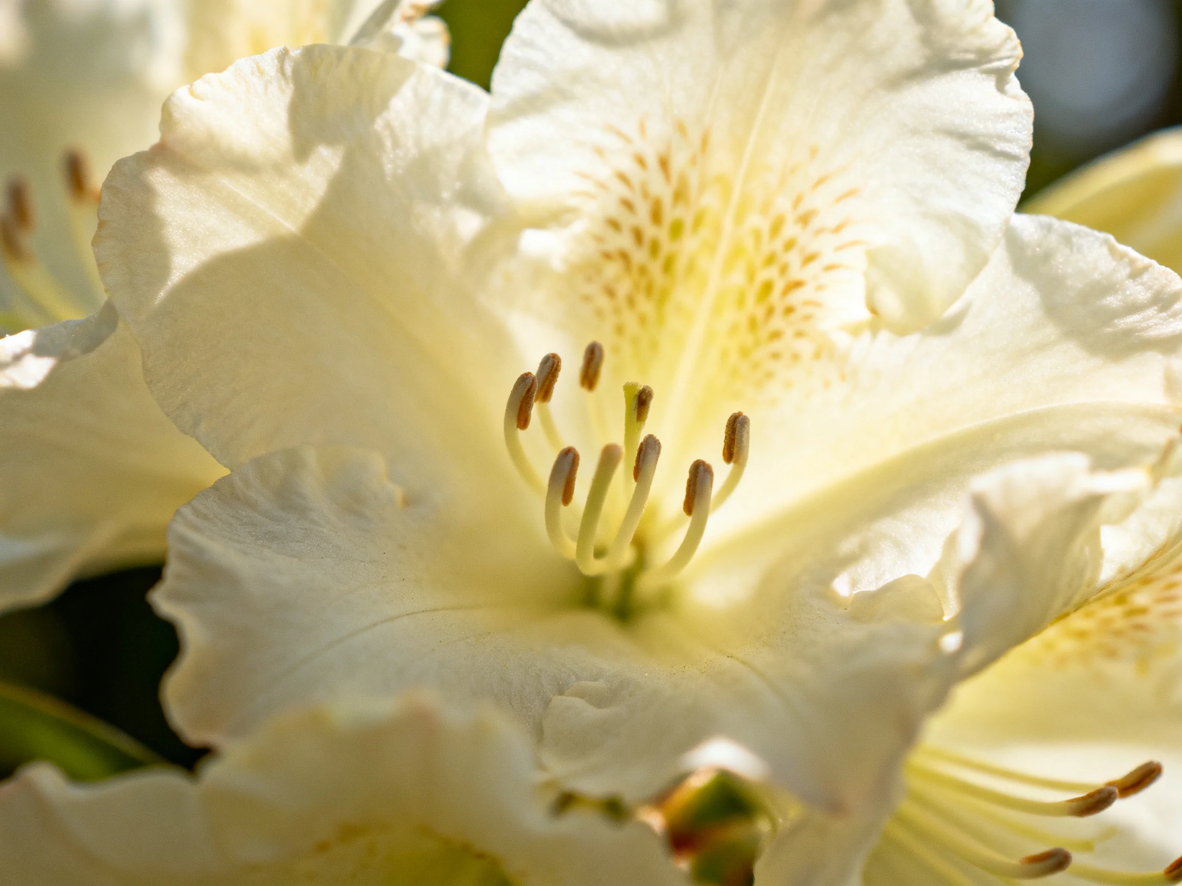 Close-up of delicate white rhododendron blooms with golden centers