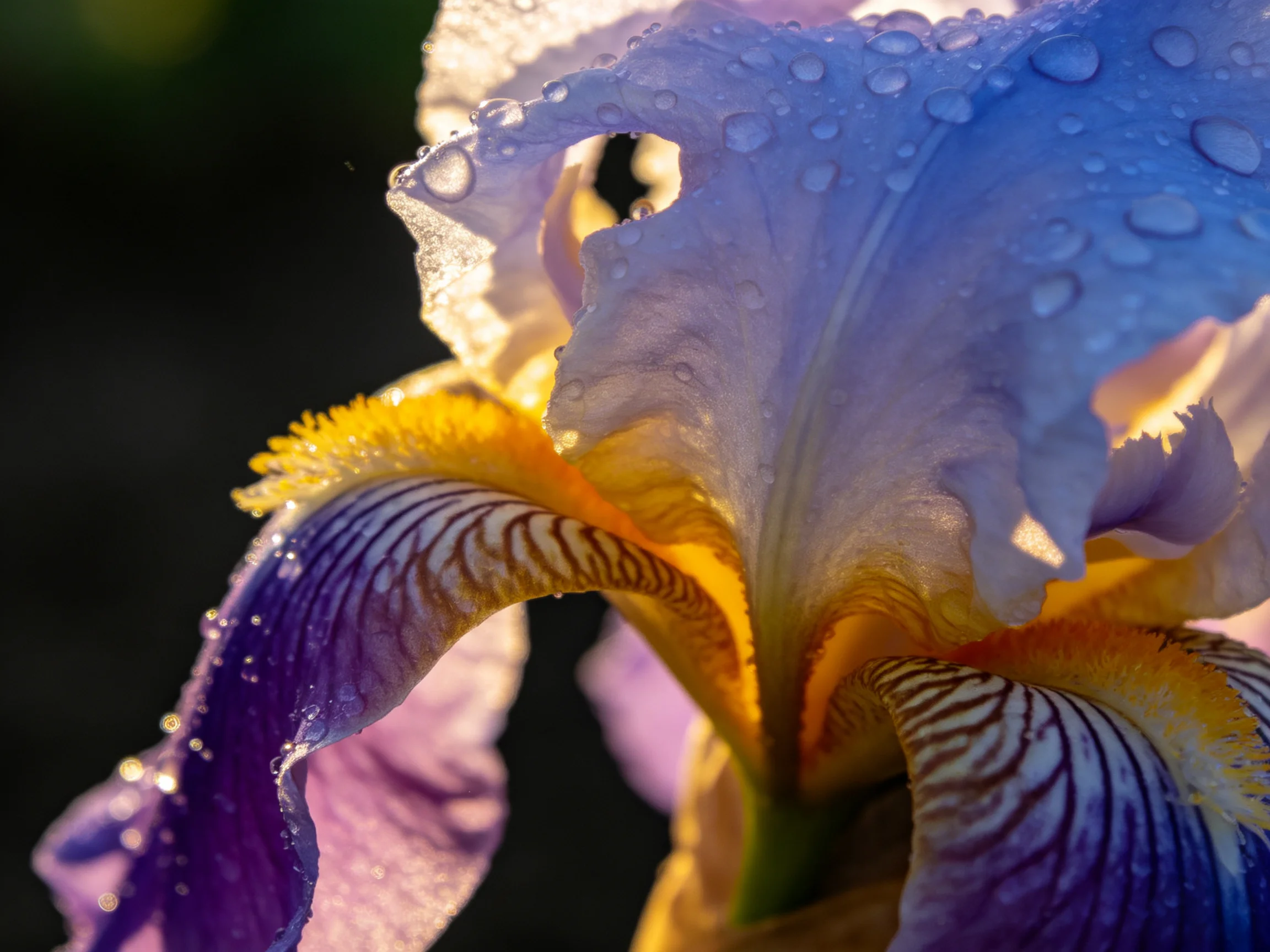 Close - up of iris flower with dewdrops, rich purples and golds