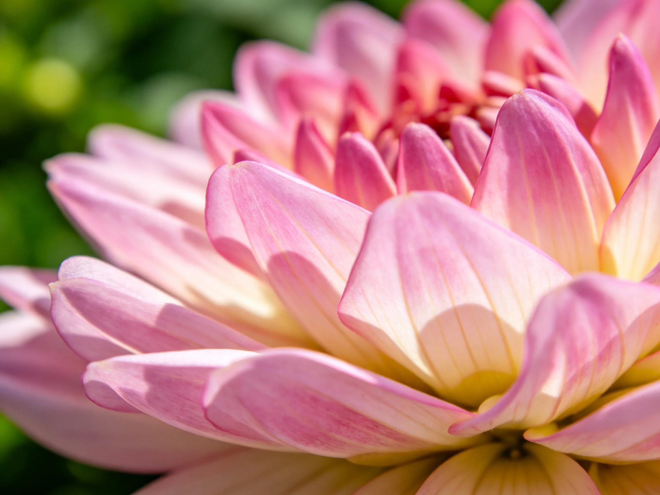 Close - up of layered pink and cream dahlia petals