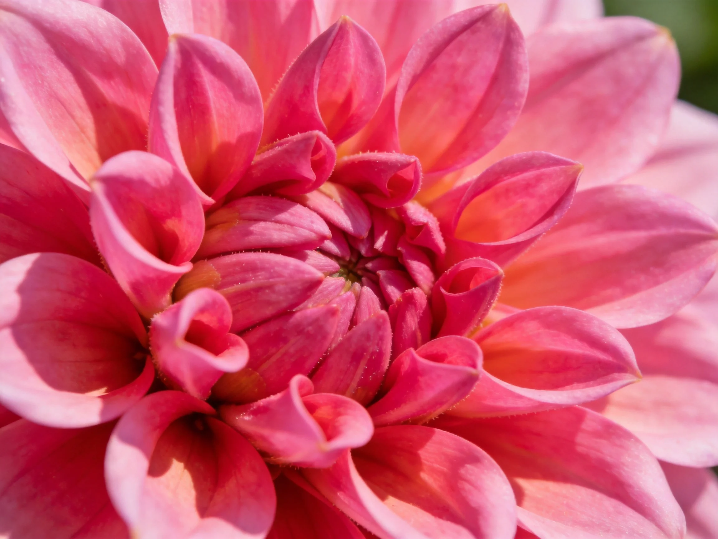 Close - up of layered pink dahlia petals
