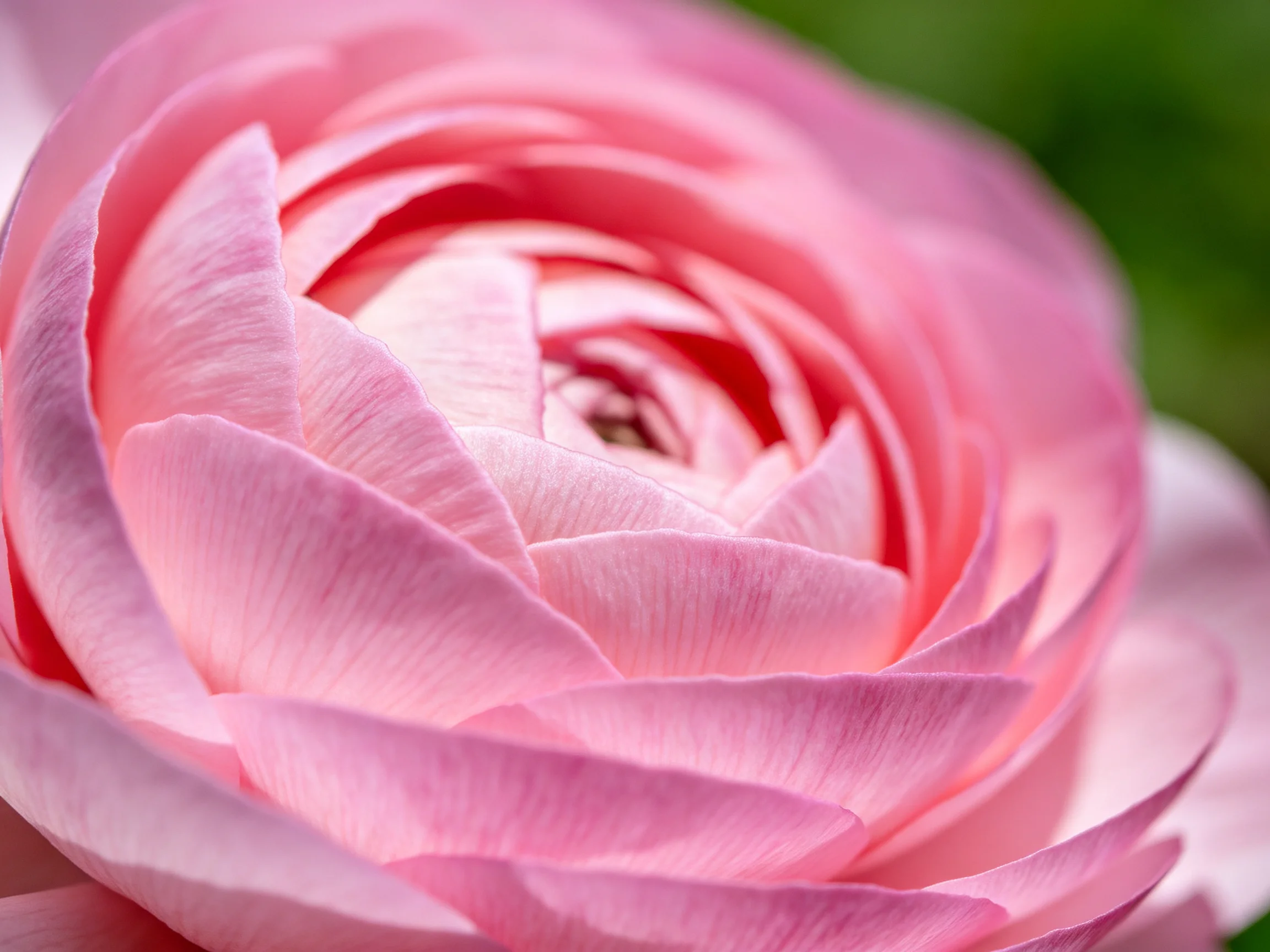 Close - up of layered soft pink ranunculus petals