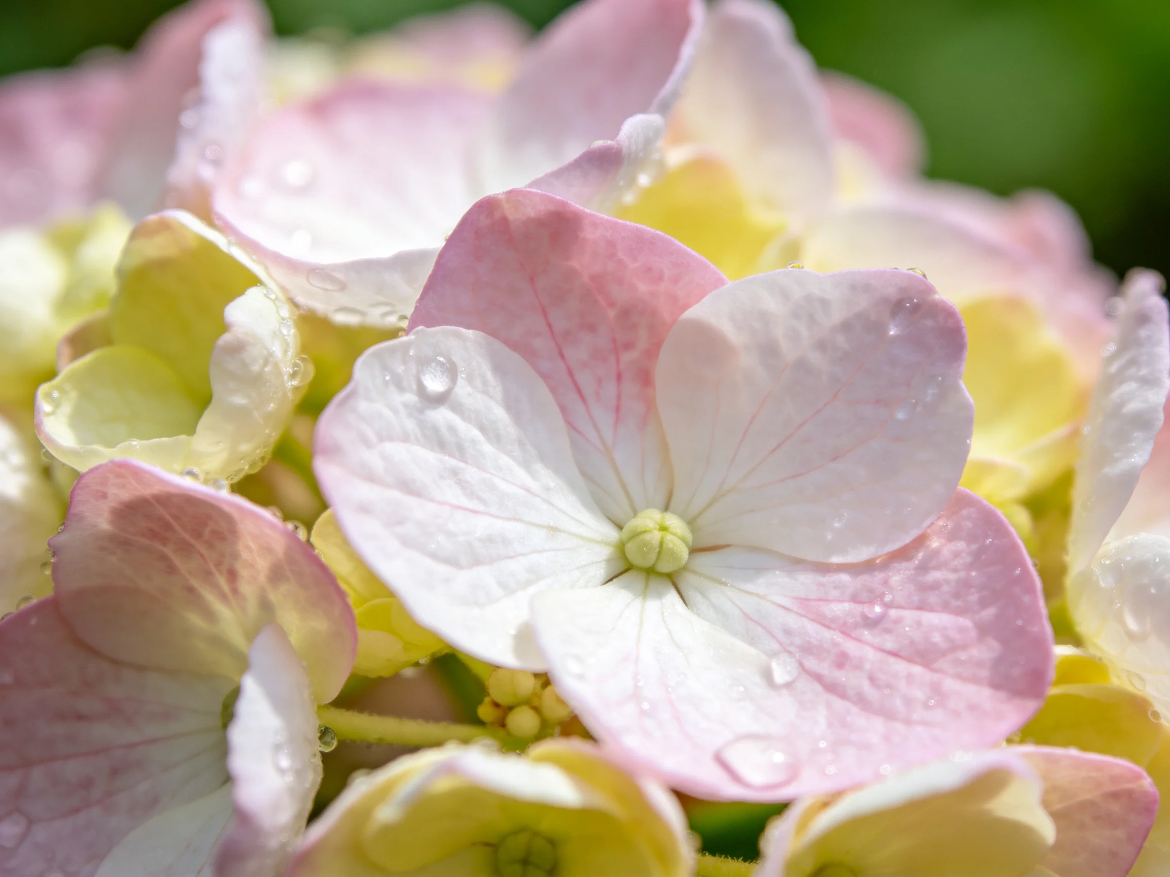 Close-up of pastel-colored hydrangeas with glistening water droplets