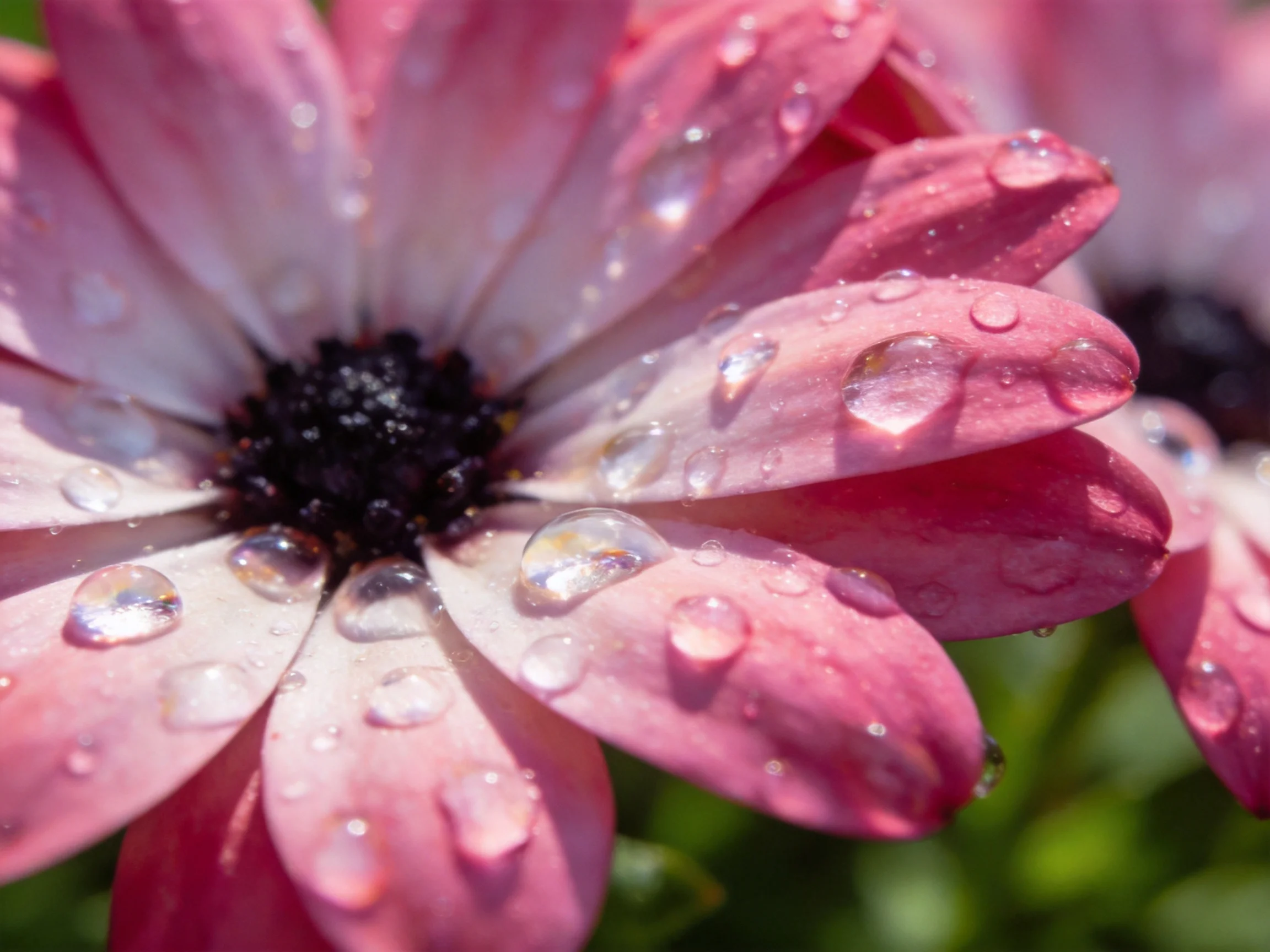 Close - up of pink flower petals covered in water droplets