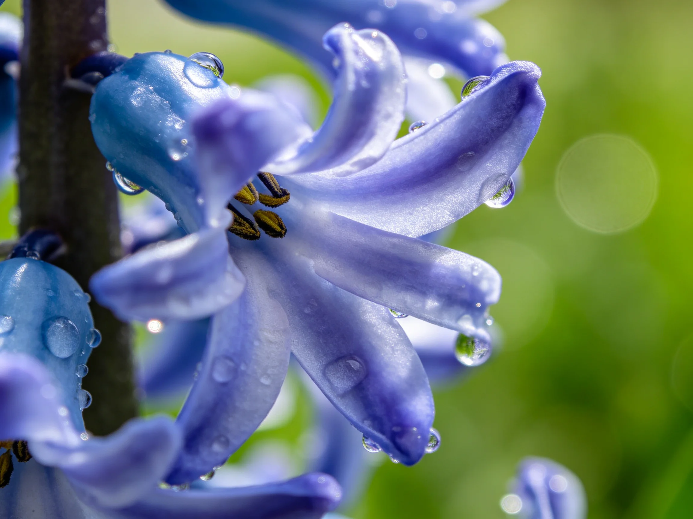 Close-up of purple-blue hyacinth blooms with glistening dewdrops