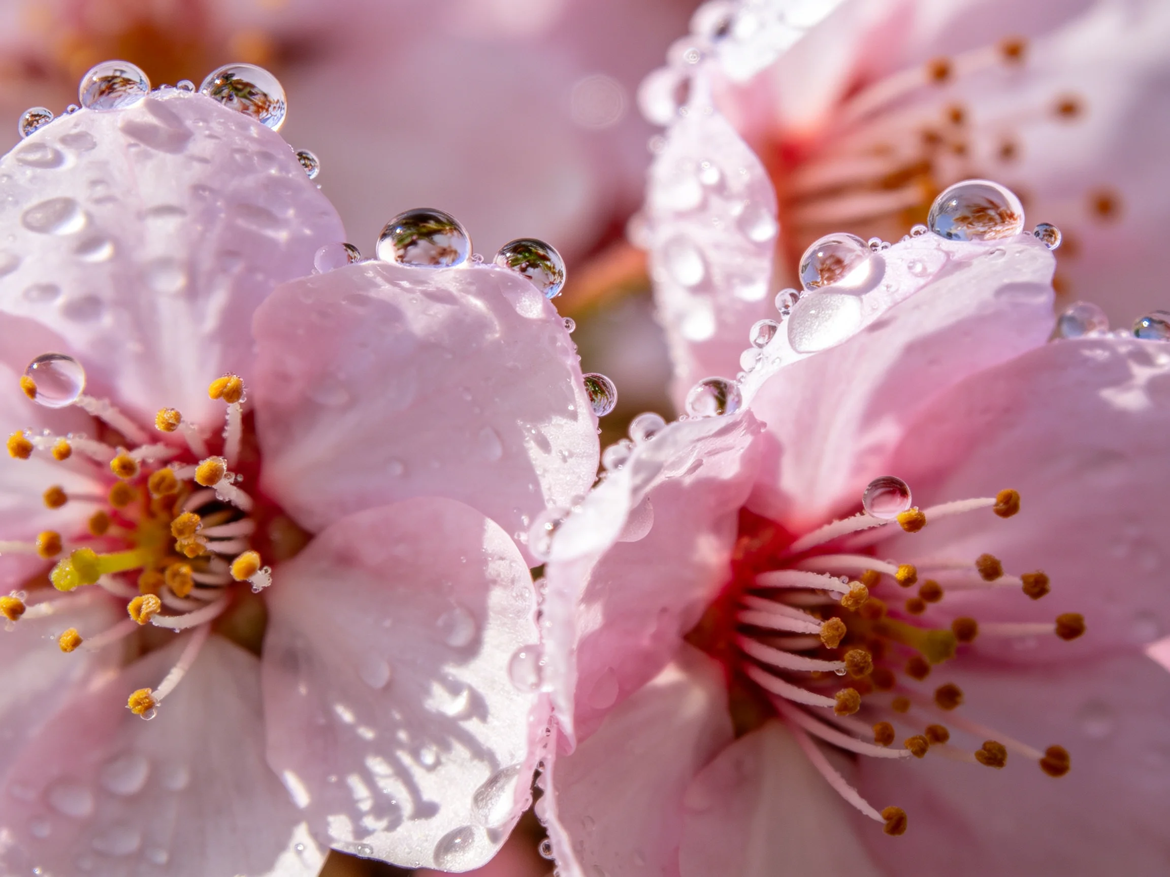 Close-up of soft pink cherry blossoms with sparkling dewdrops