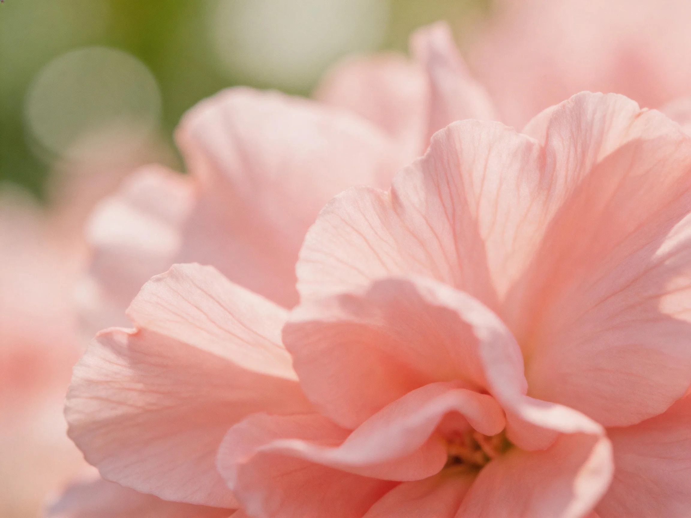 Close - up of soft pink flower petals with blurred green backdrop