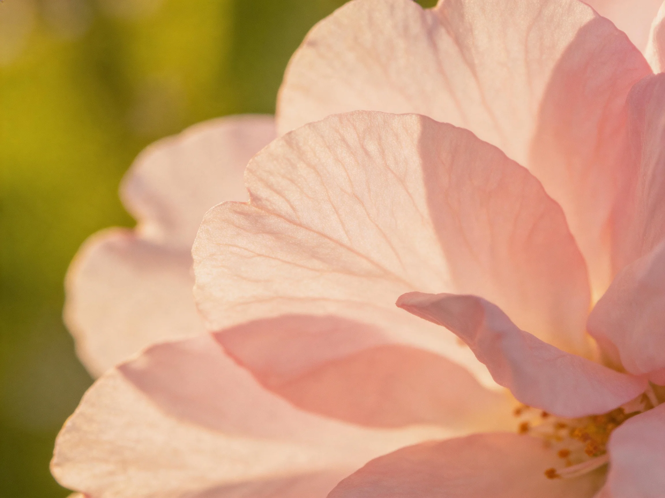 Close-up of soft pink flower petals with delicate veining