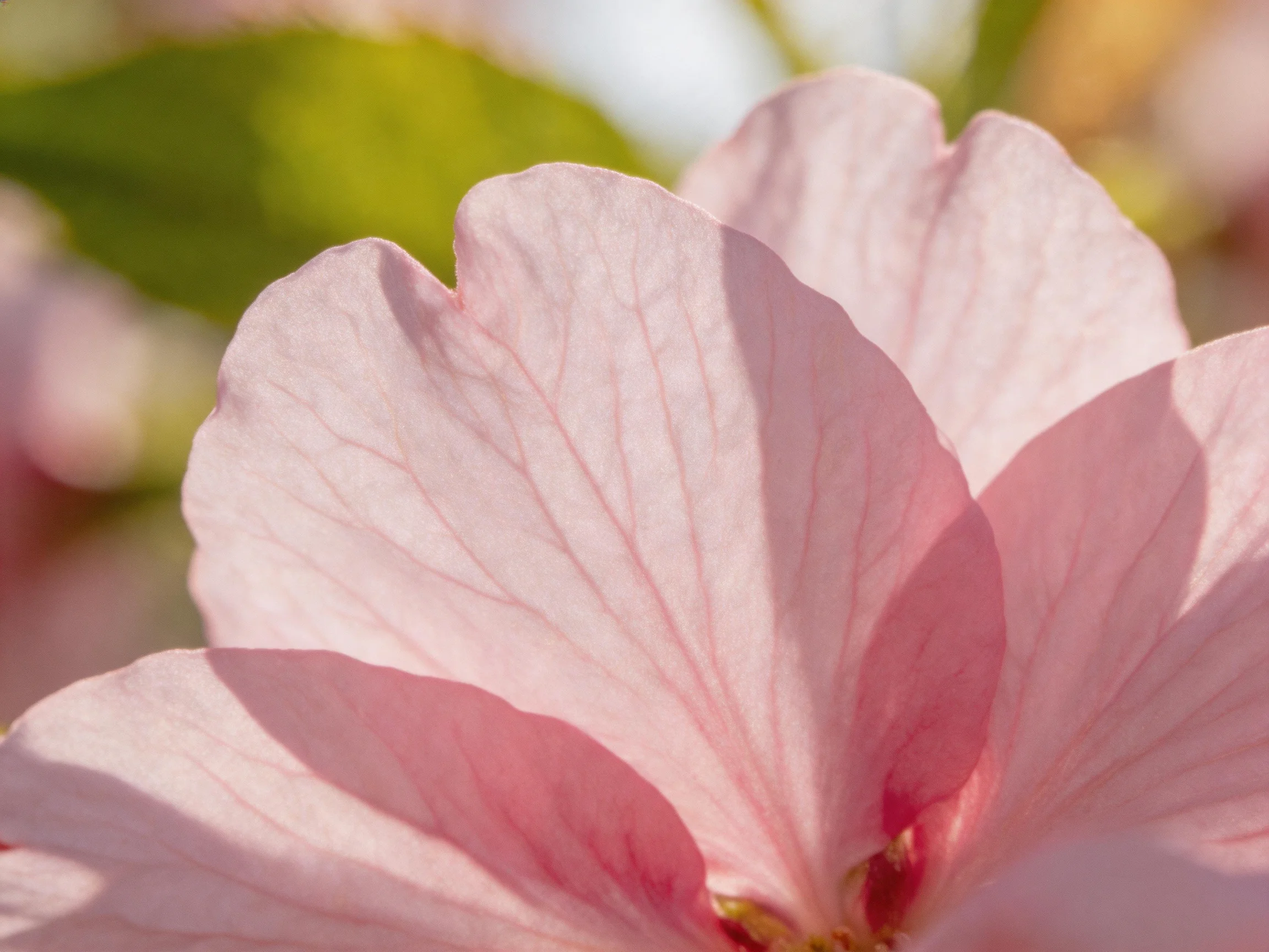 Close-up of soft pink flower petals with green foliage backdrop