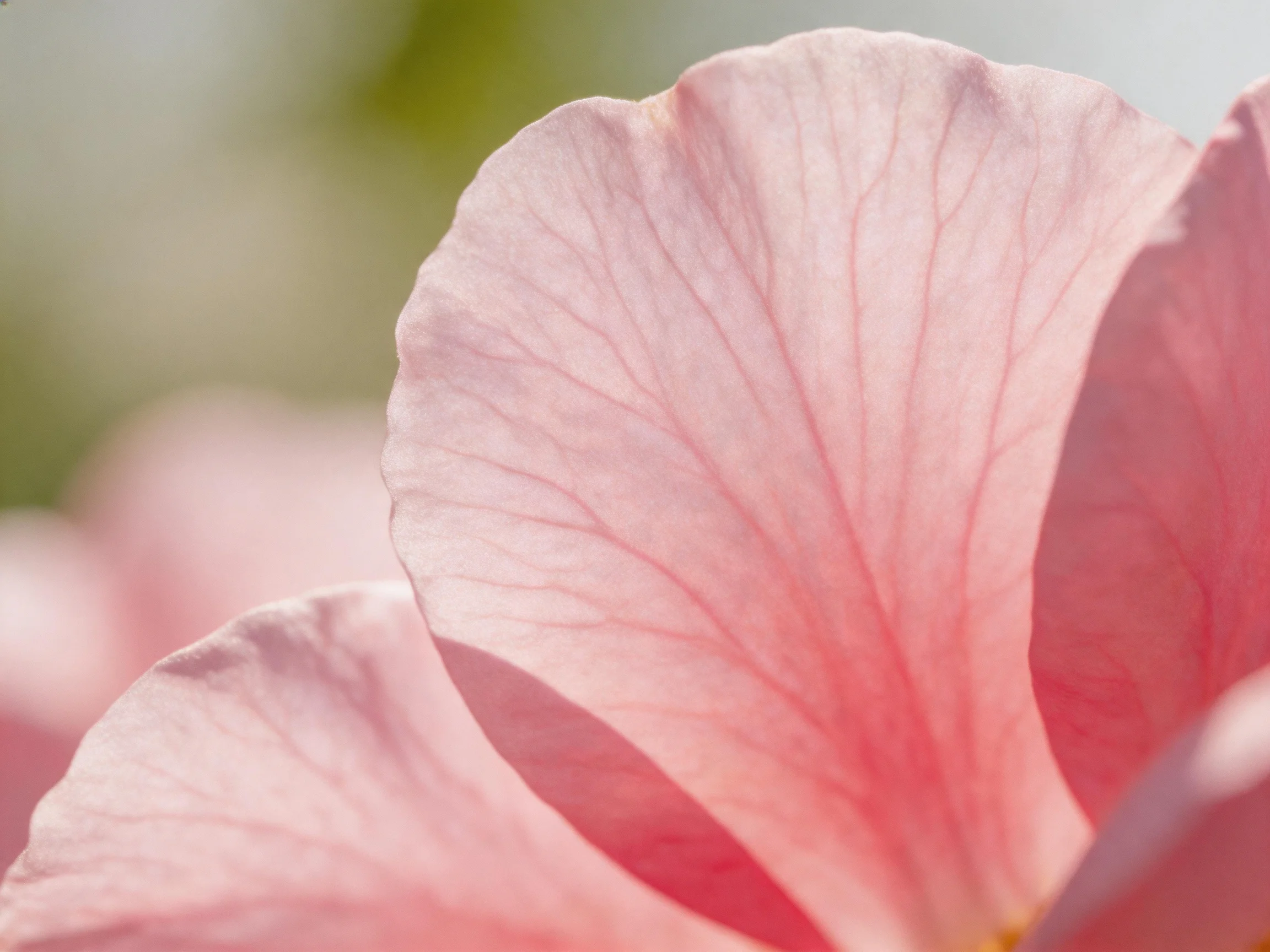 Close - up of soft pink flower petals with prominent vein details