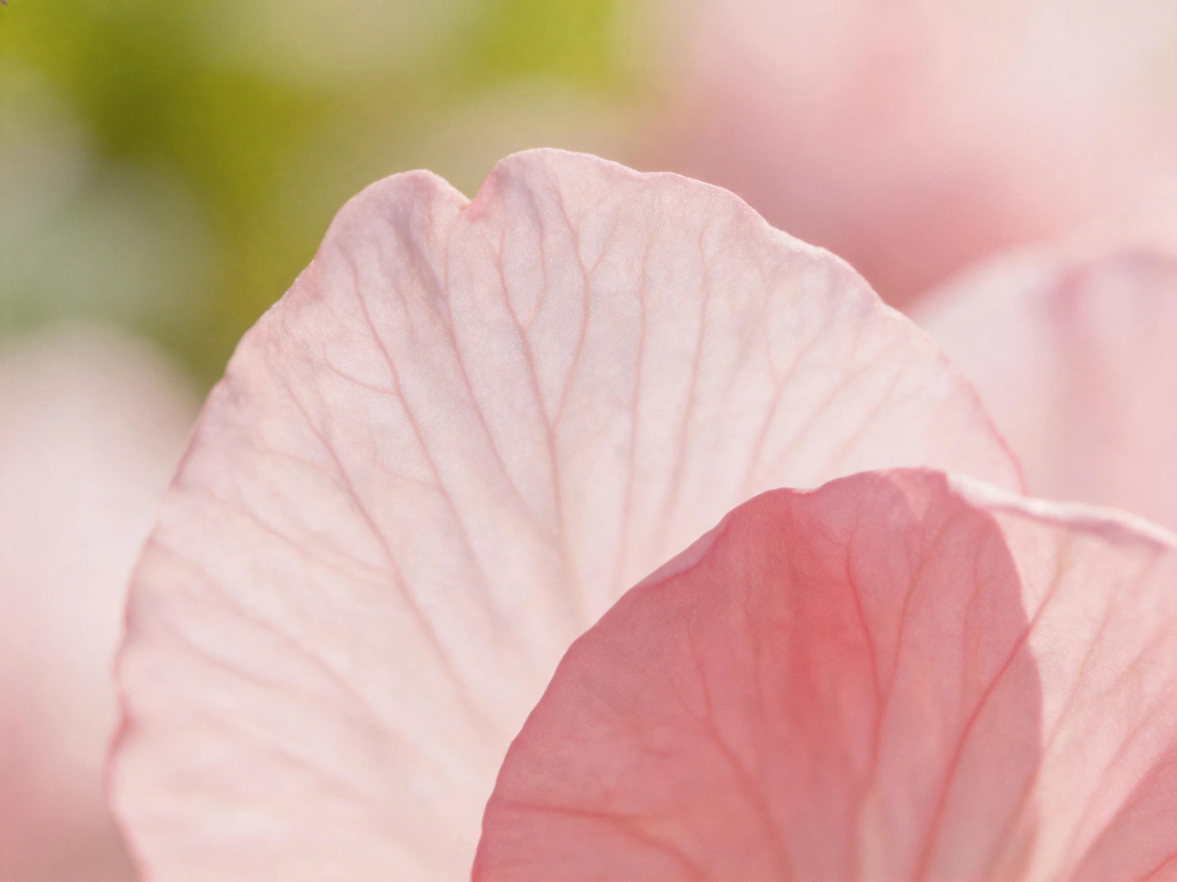 Close-up of soft pink flower petals with prominent vein details