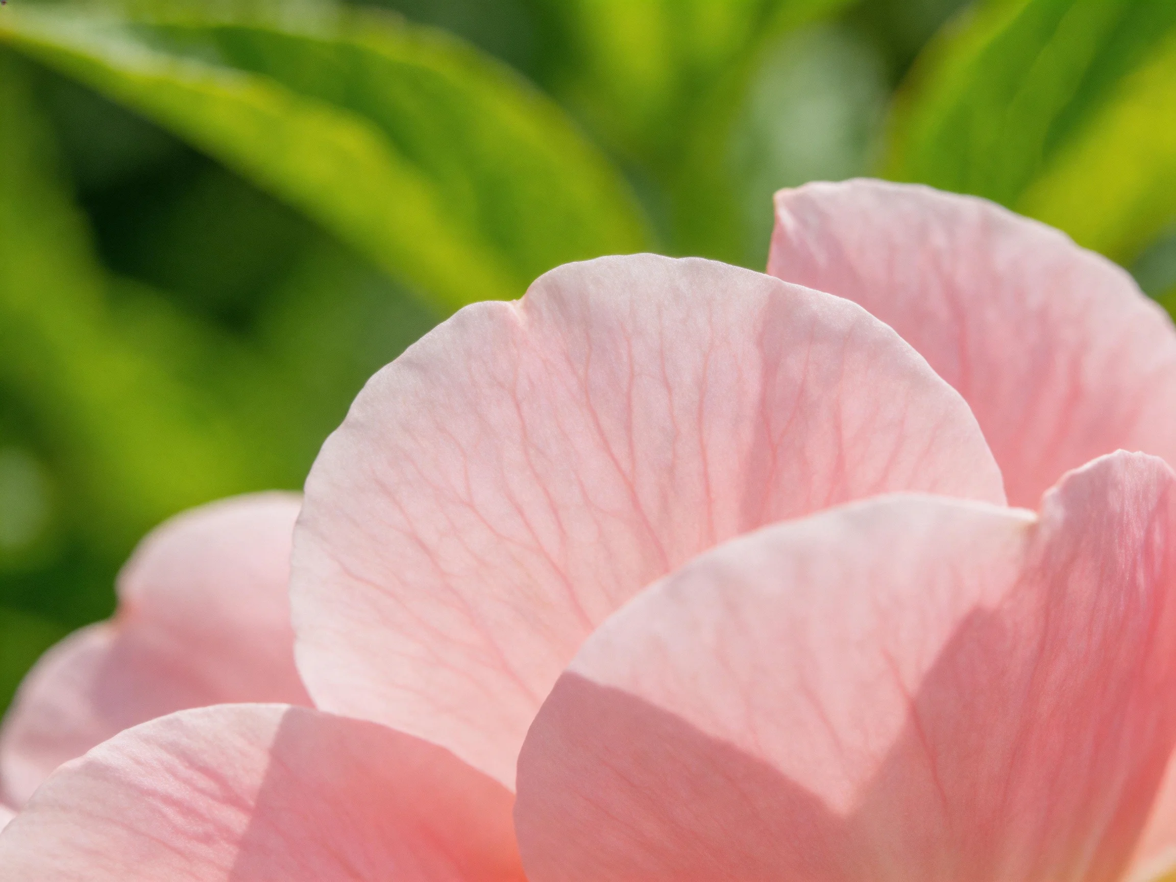 Close-up of soft pink flower petals with vibrant green foliage