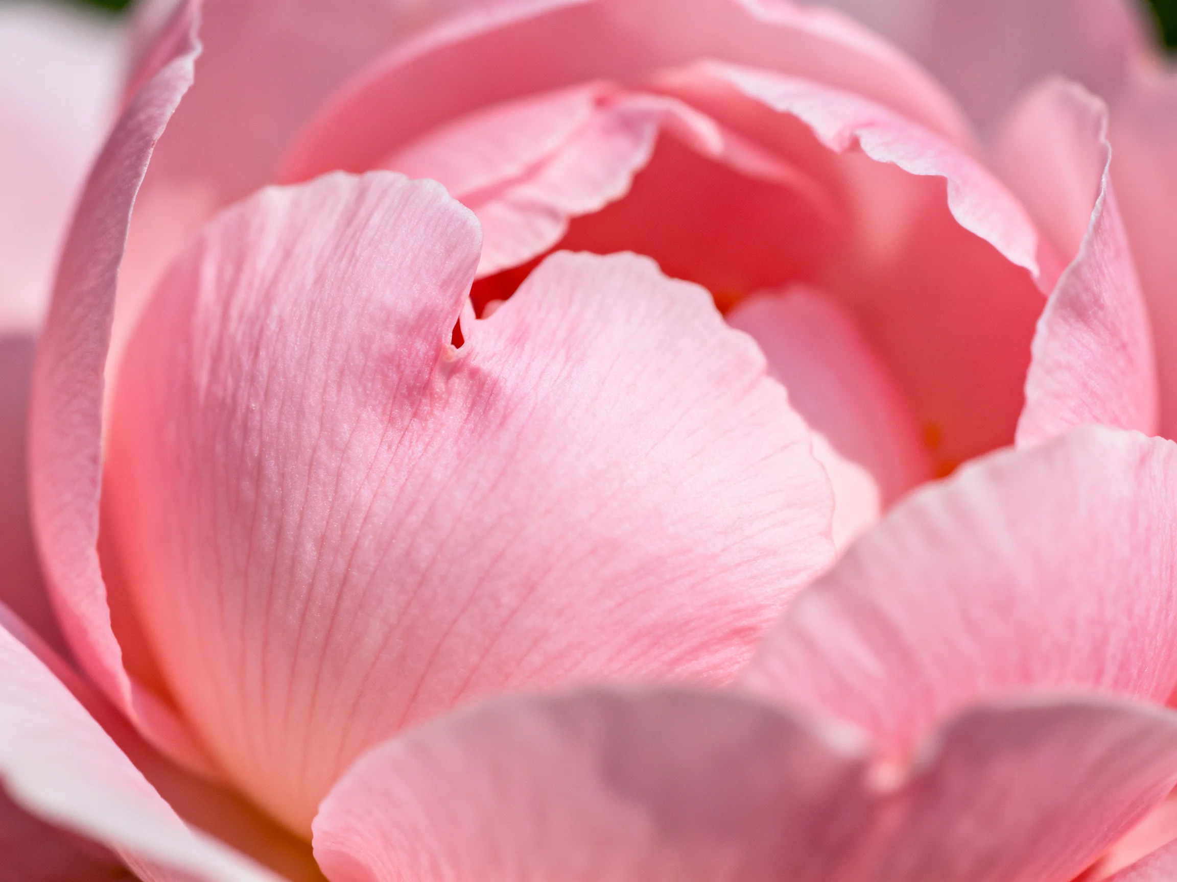 Close-up of soft pink peony petals with delicate textures