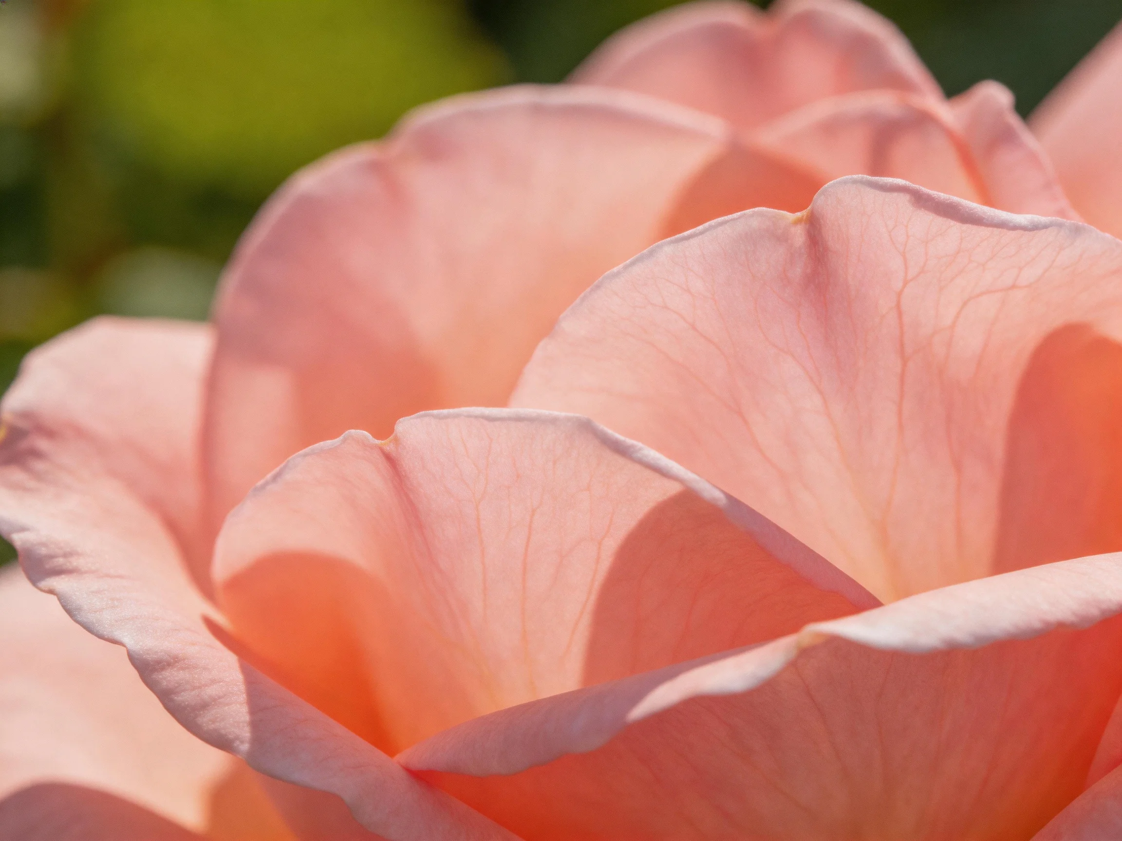 Close-up of soft pink rose petals with delicate veining