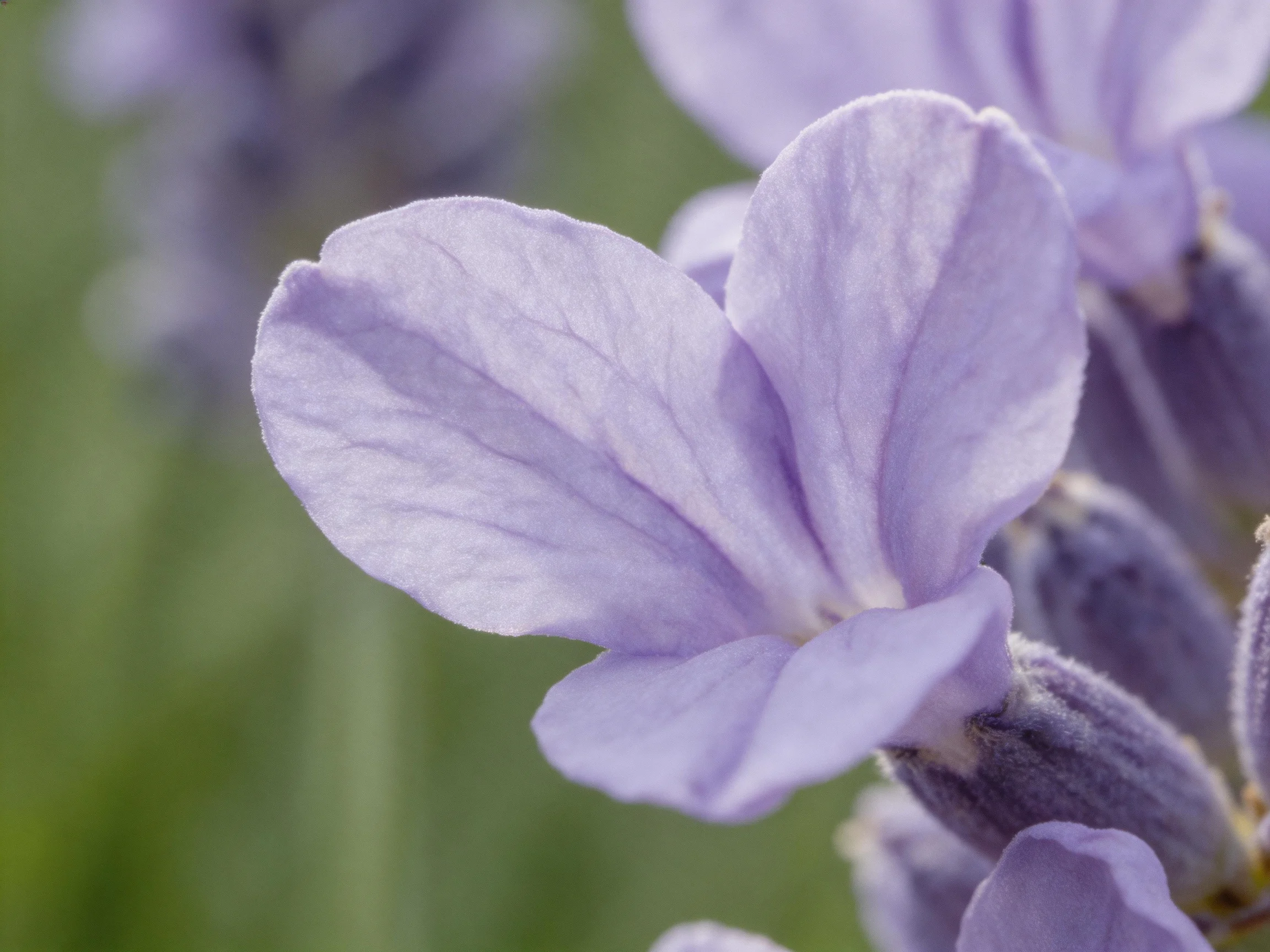 Close-up of soft purple lavender blooms with green bokeh background