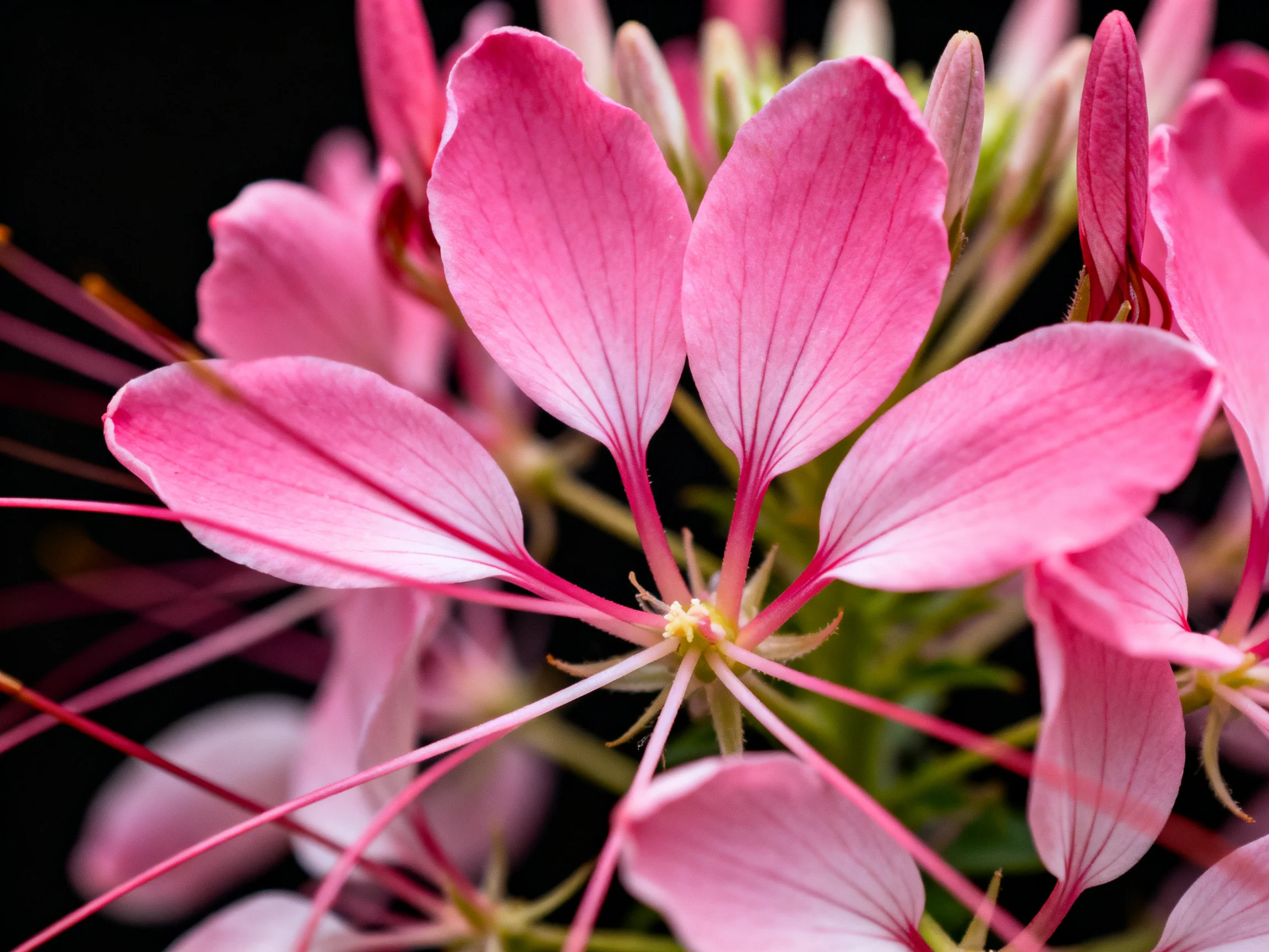 Close-up of vibrant pink cleome flowers with long stamens