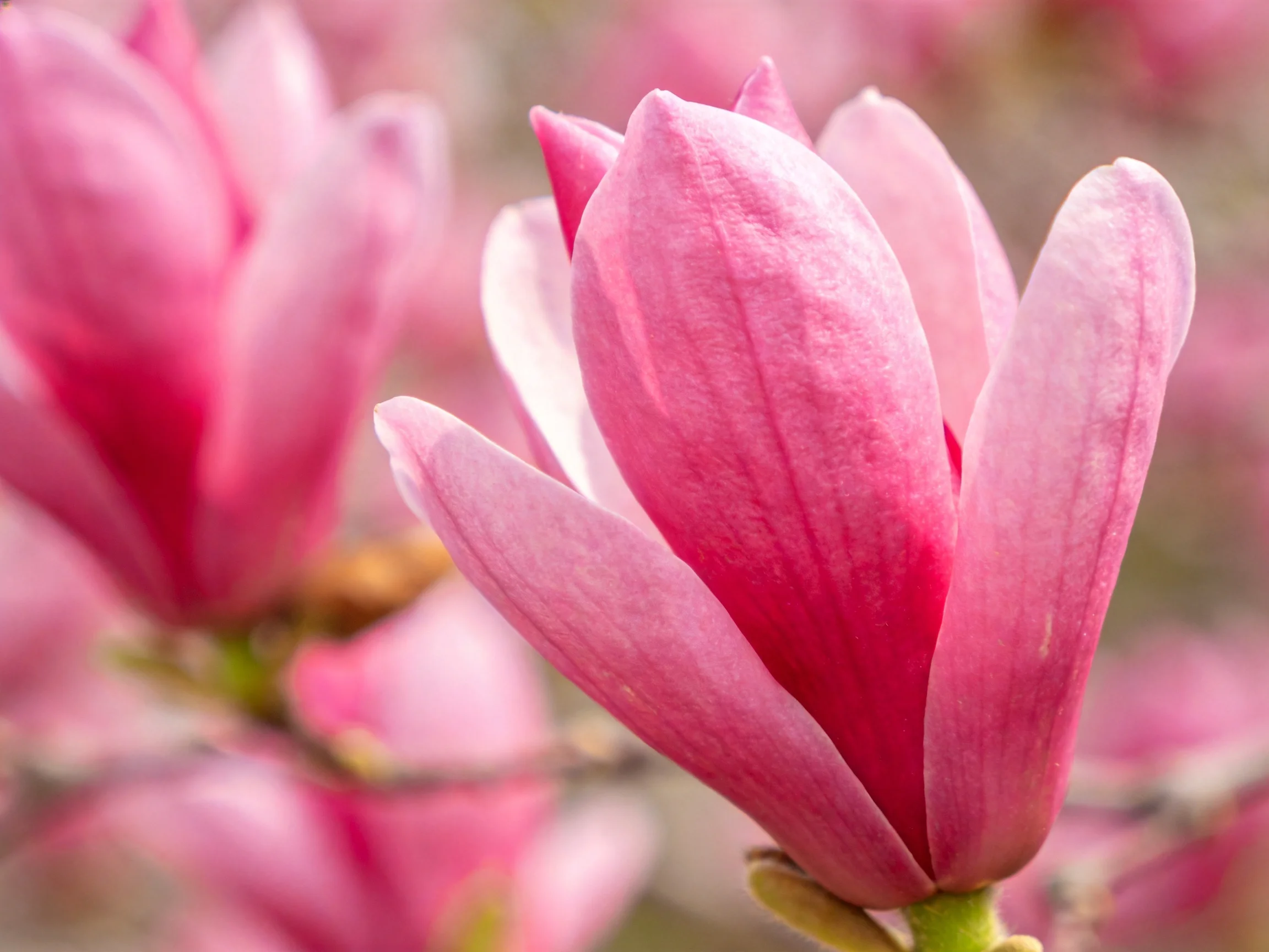 Close-up of vibrant pink magnolia blossoms with soft focus