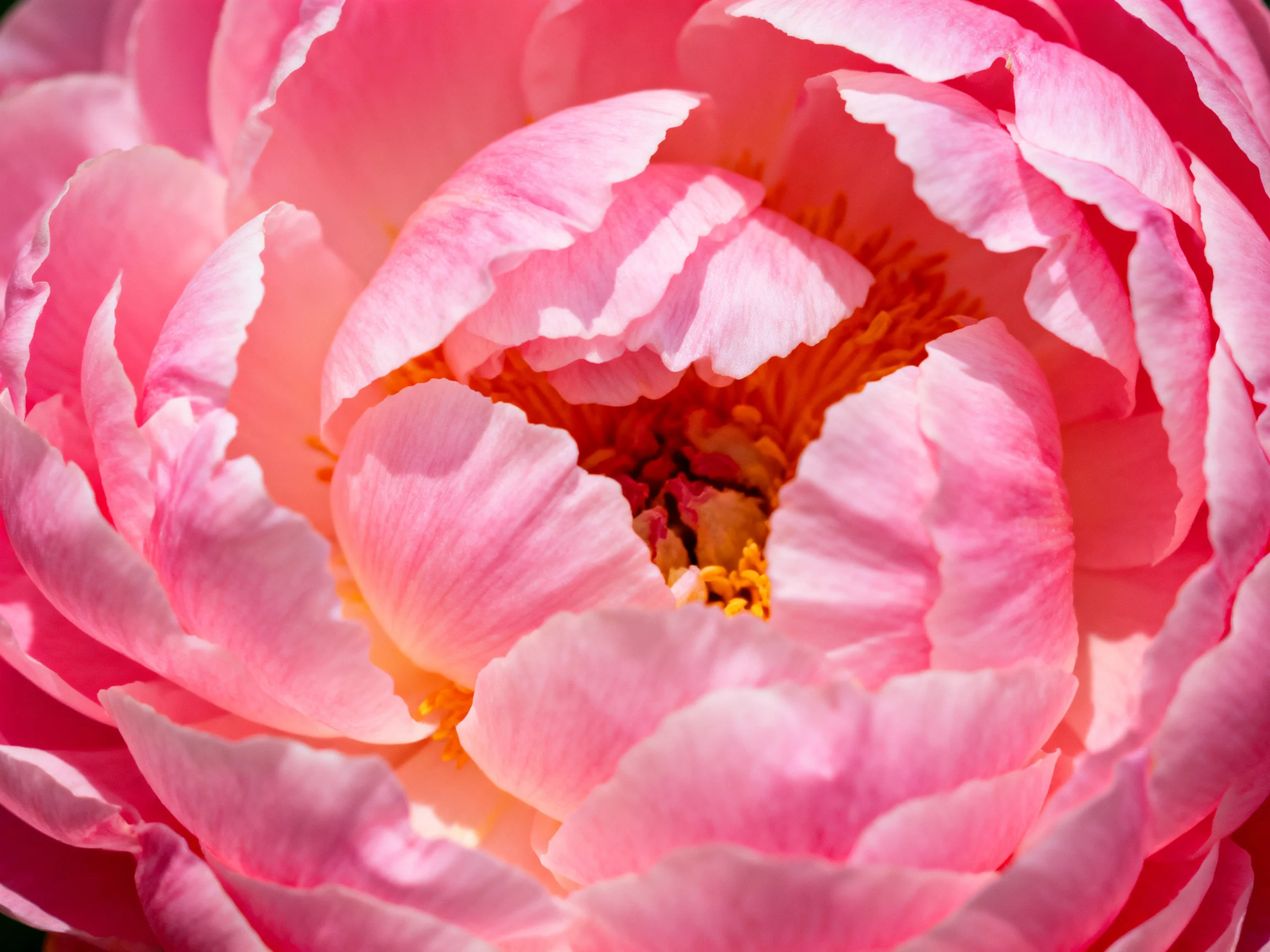Close-up of vibrant pink peony with layered petals and golden center