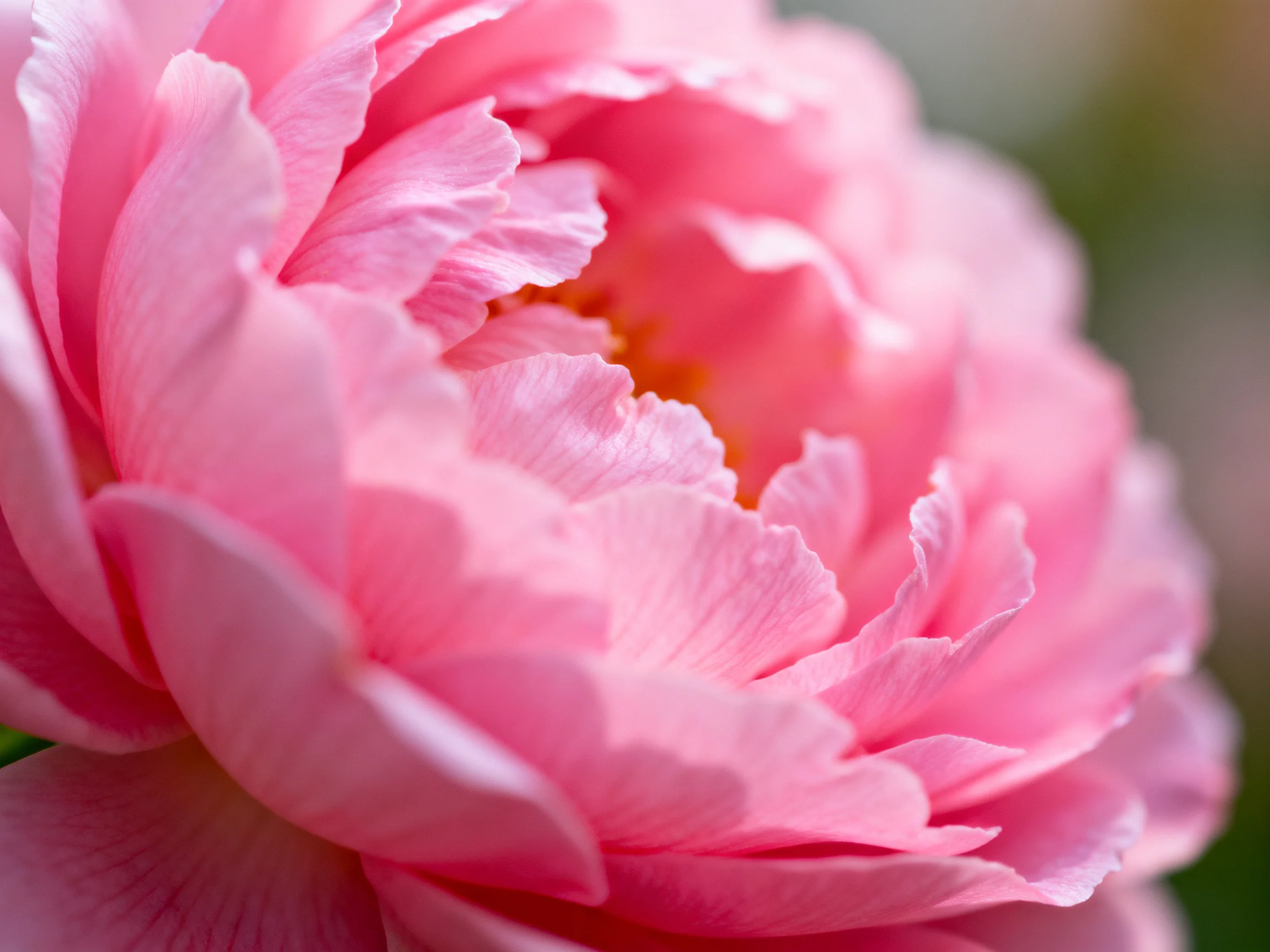 Close-up of vibrant pink peony with layered petals