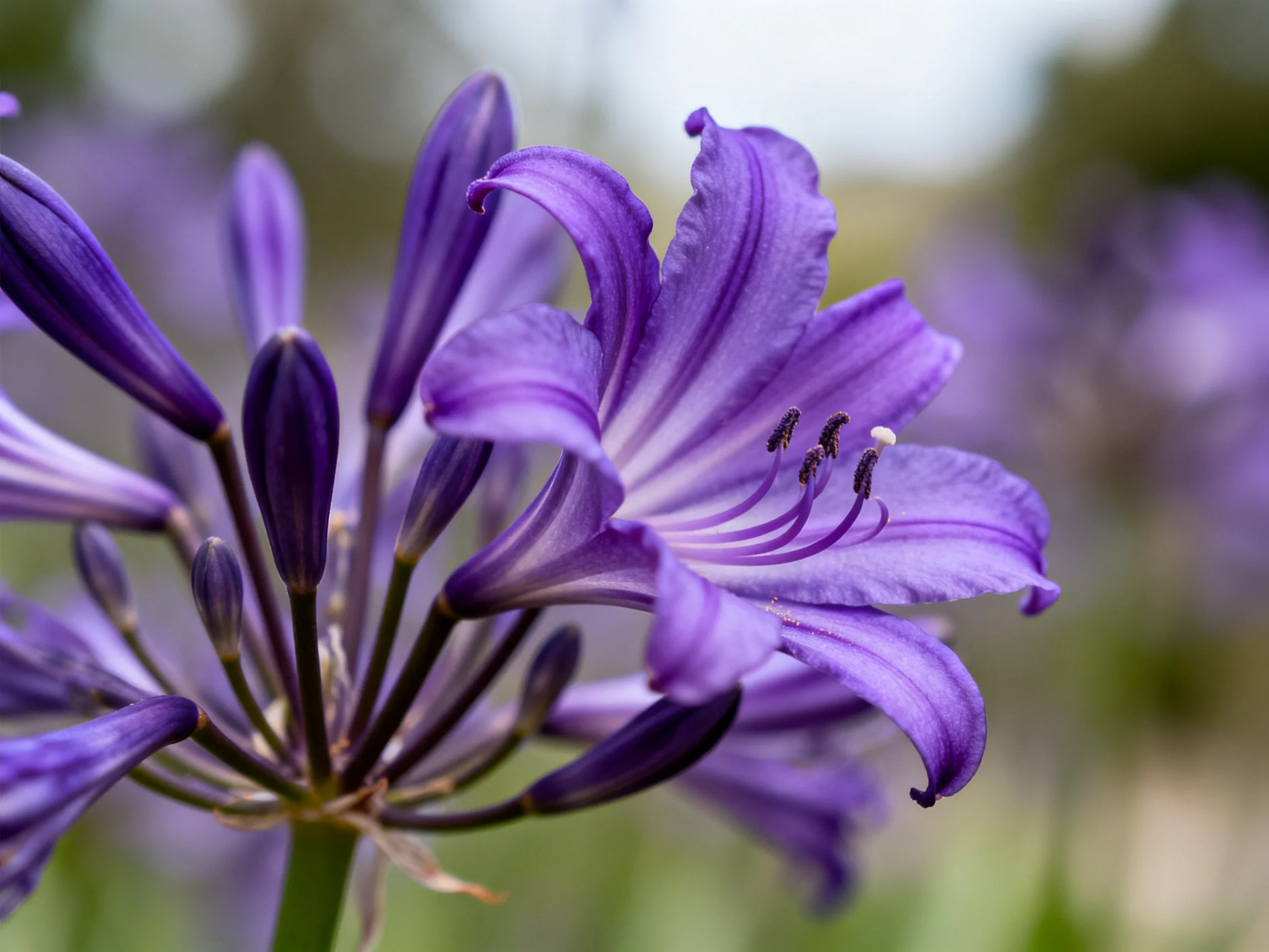 Close - up of vibrant purple agapanthus blooms with curved petals