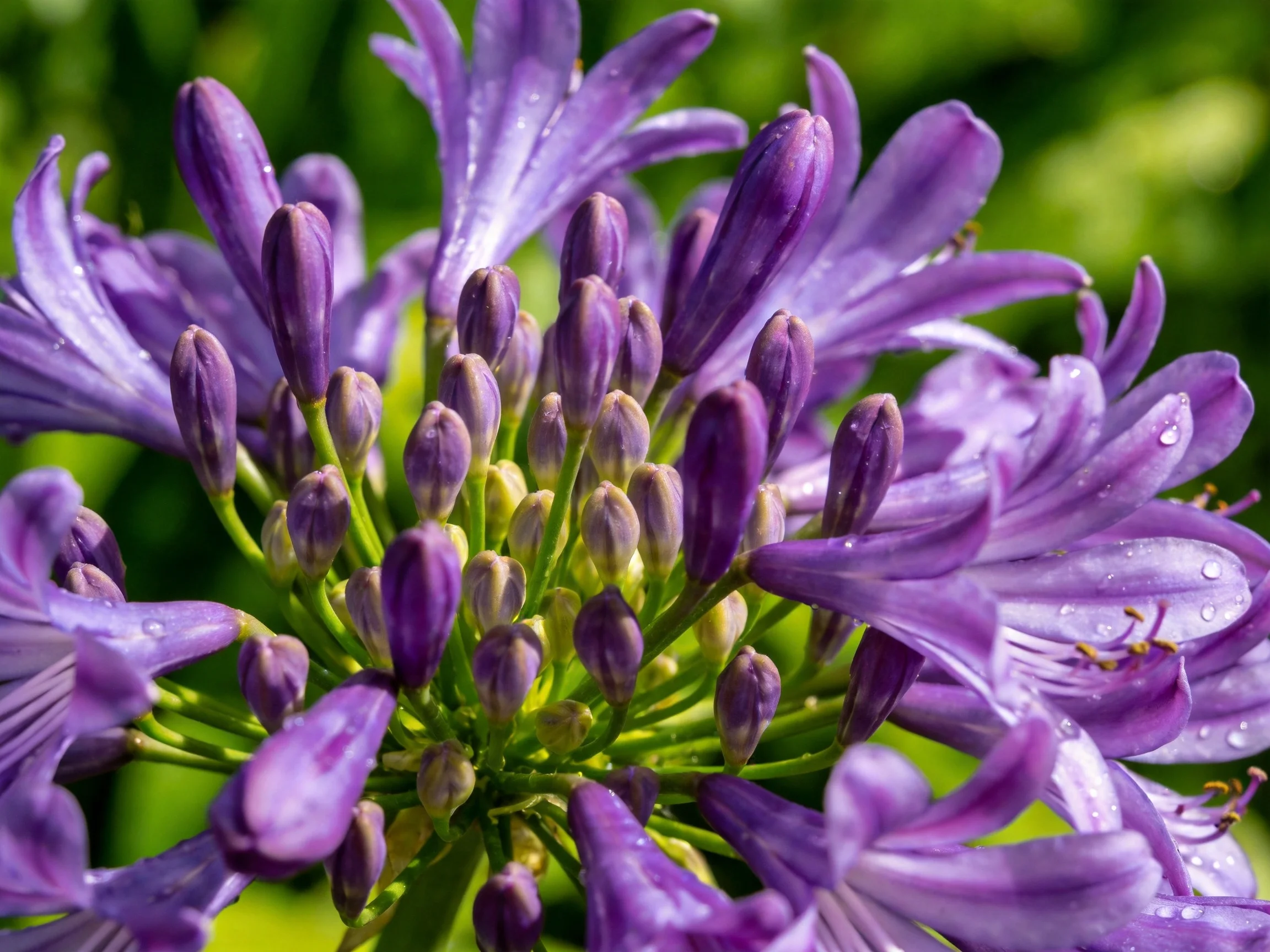Close - up of vibrant purple agapanthus blooms with dewdrops