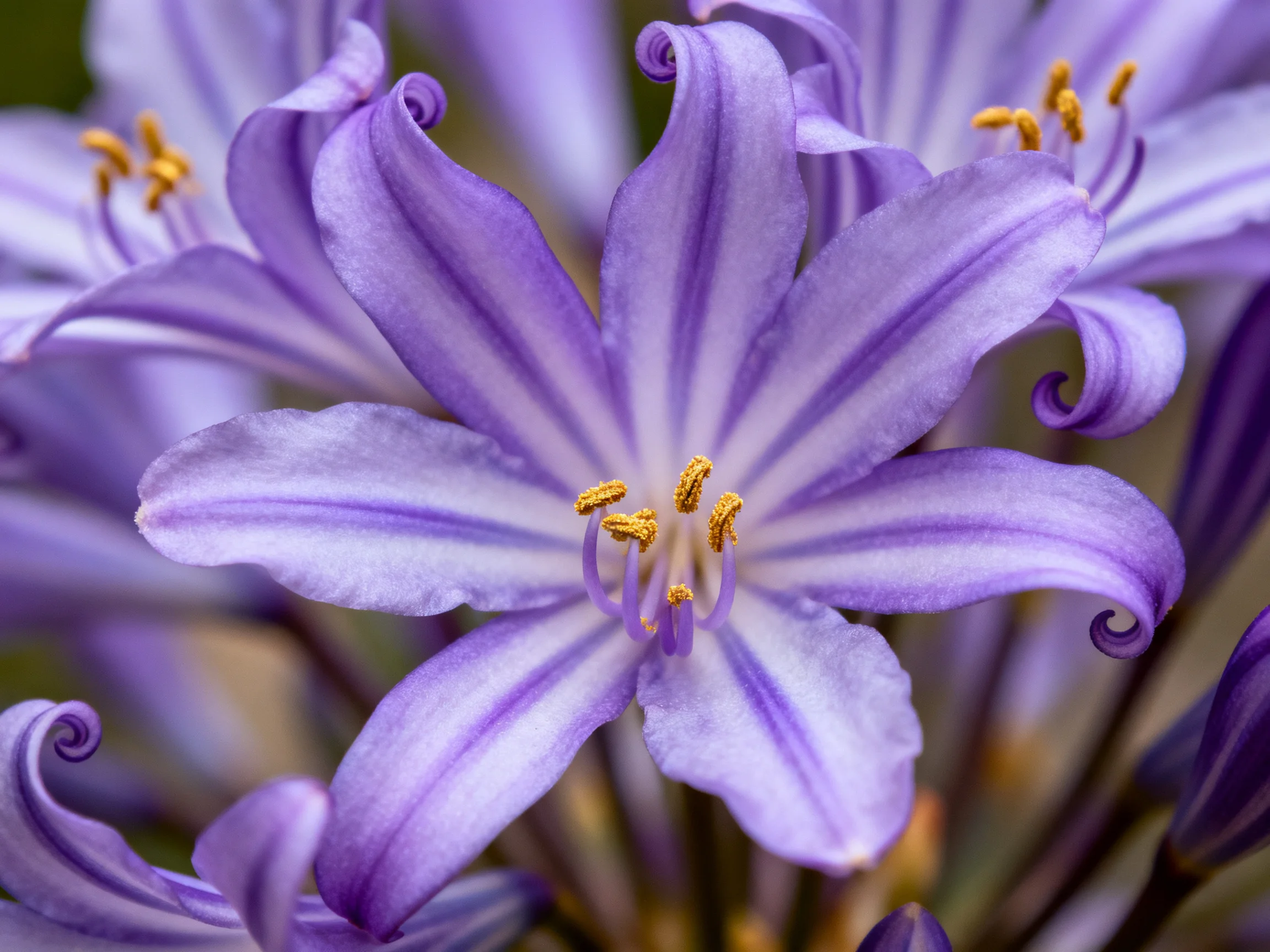 A close - up displays vibrant purple flower petals and golden centers.