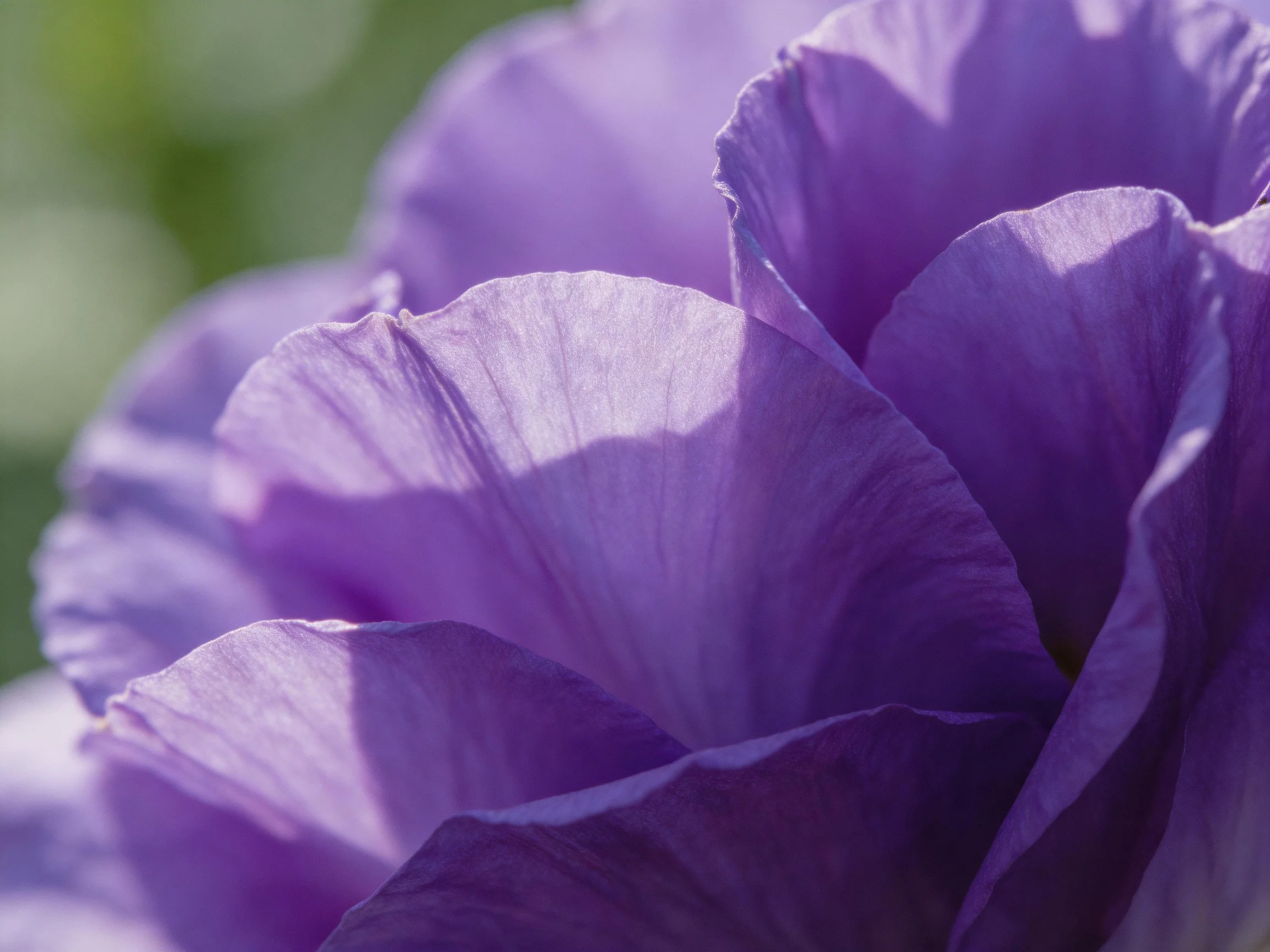 Close-up of vibrant purple flower petals with soft natural lighting