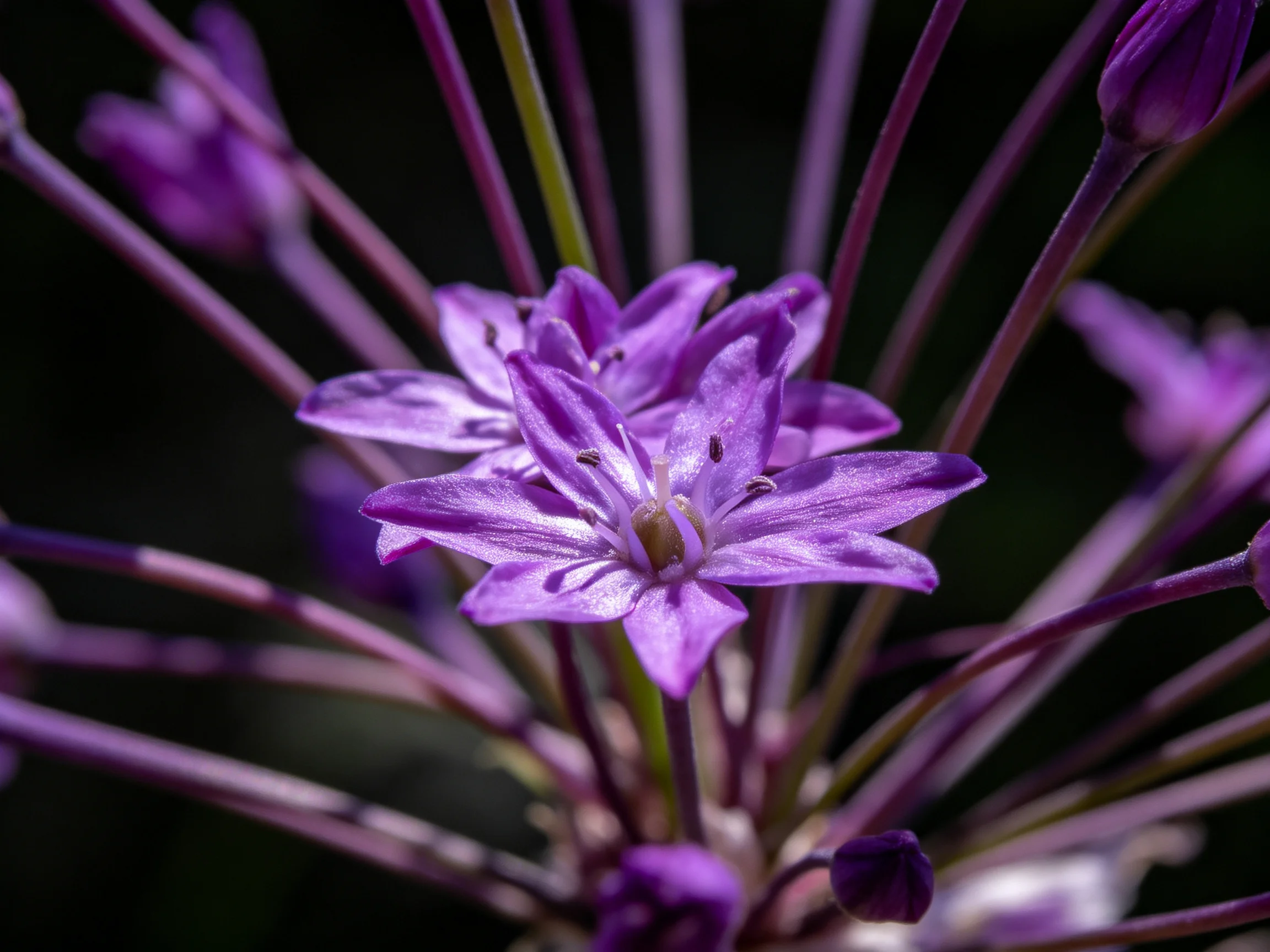 Close-up of vibrant purple flowers with slender stems