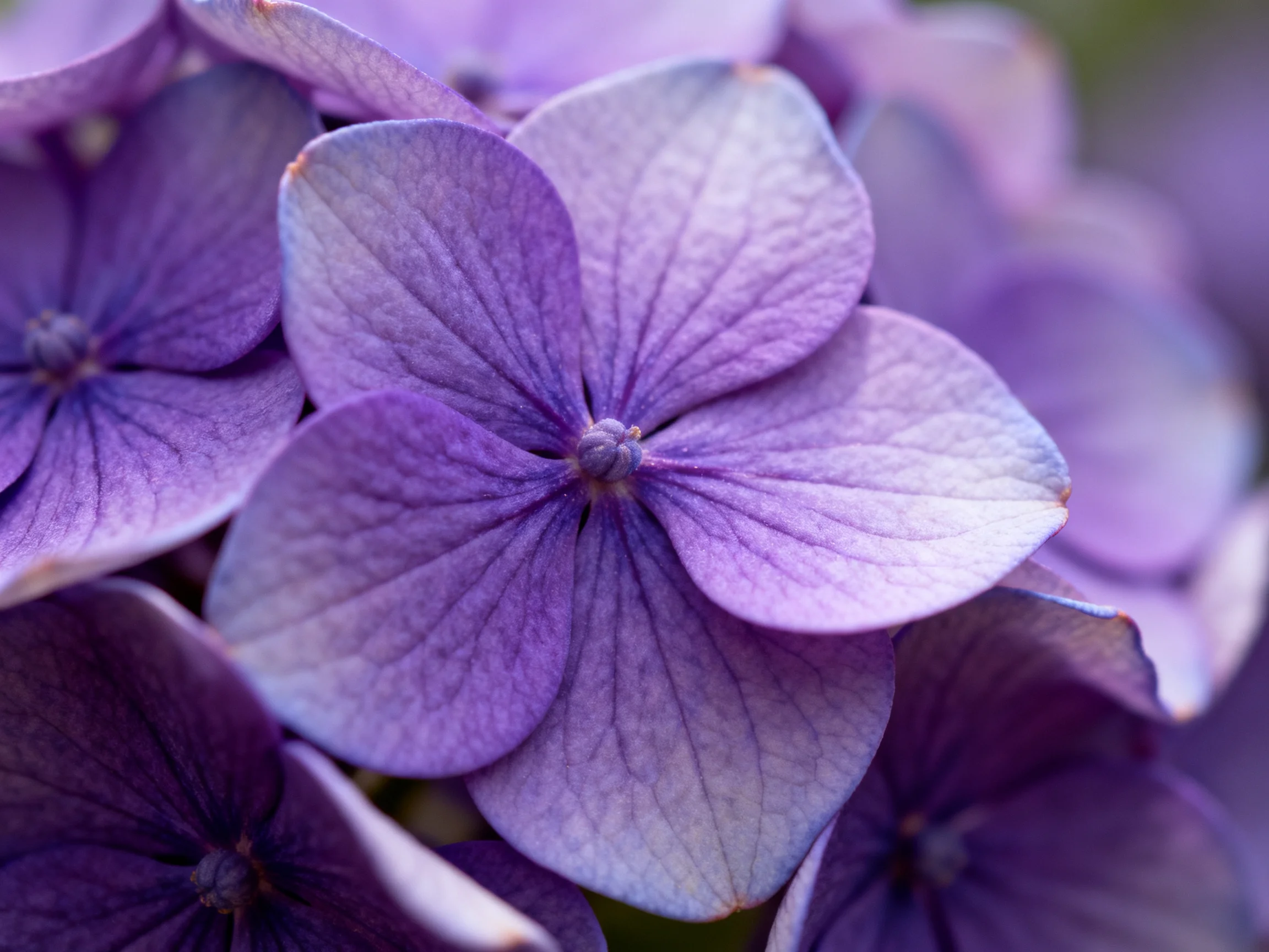 Close-up of vibrant purple hydrangea blooms with distinct petal details