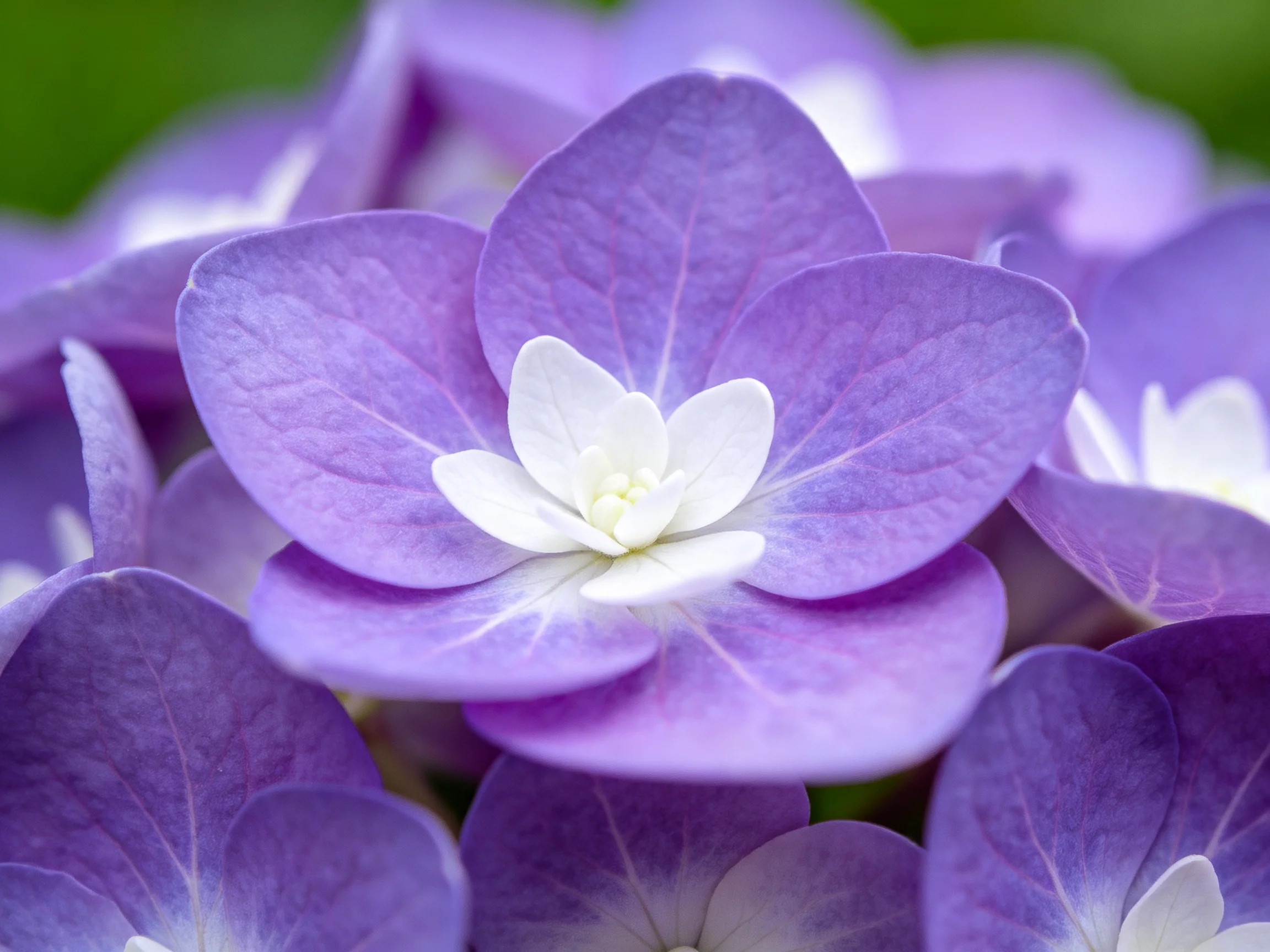 Close - up of vibrant purple hydrangea blooms with white centers