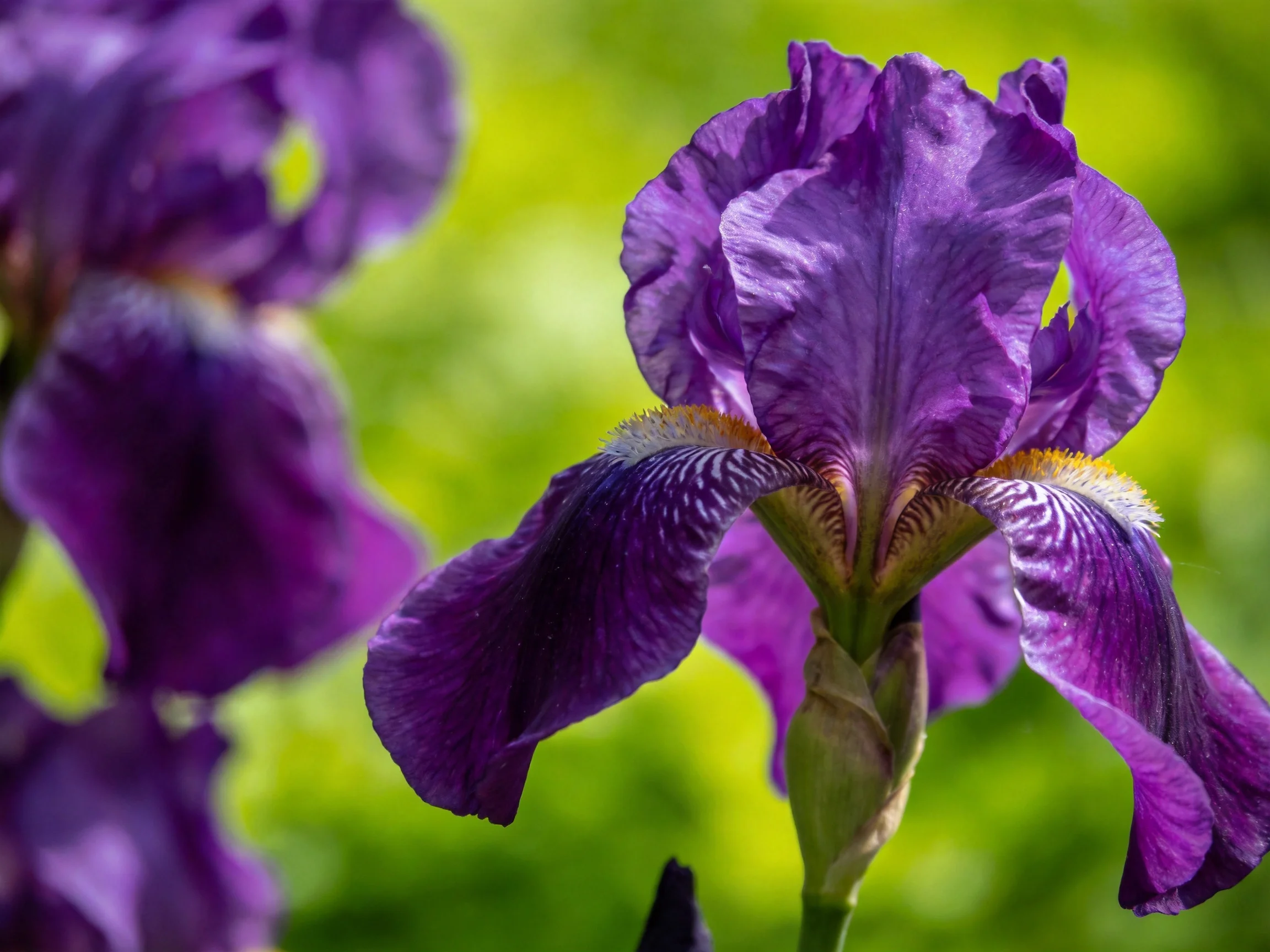 Close - up of vibrant purple iris blooms in a green setting