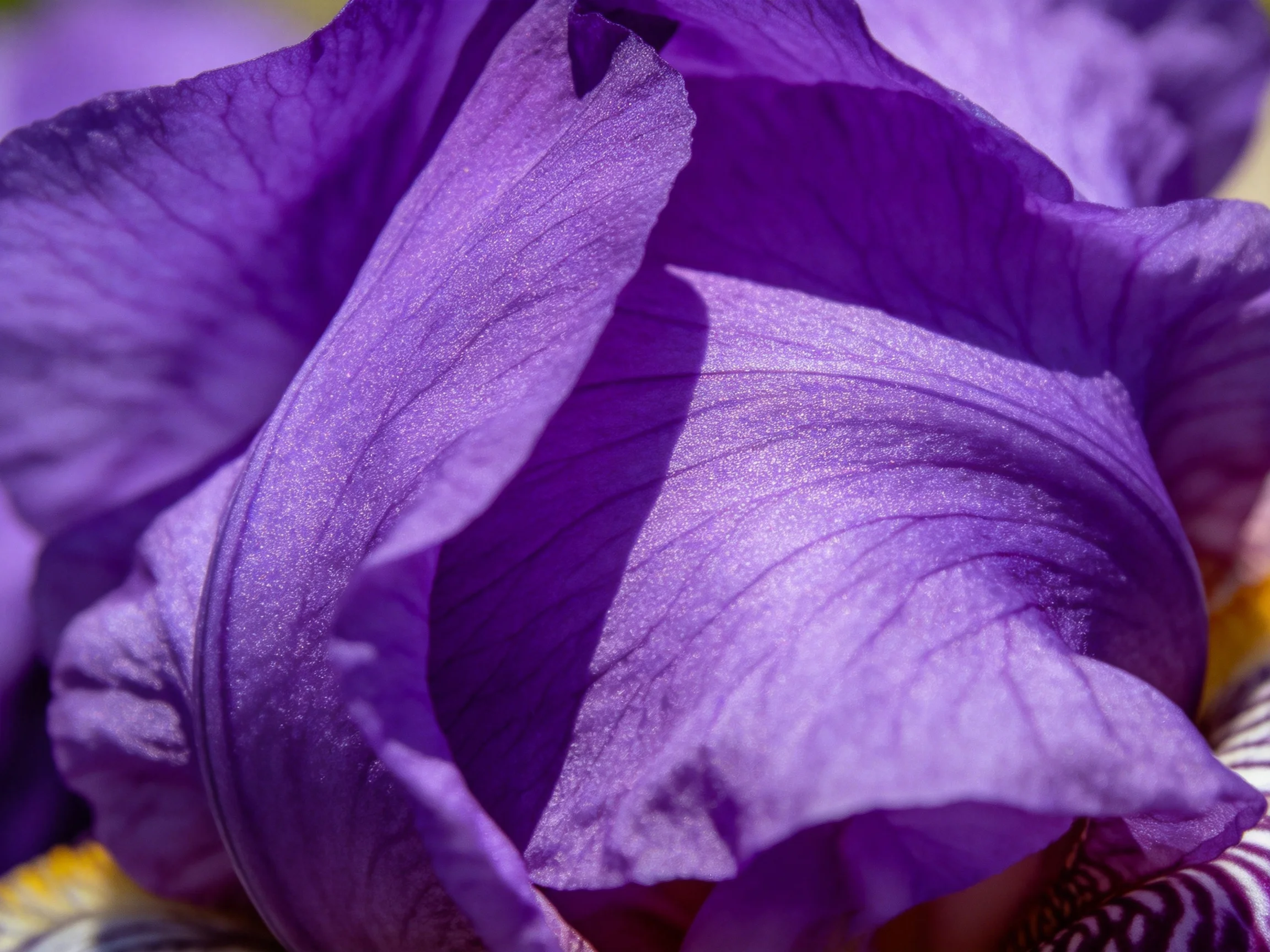 Close-up of vibrant purple iris petals with delicate veining