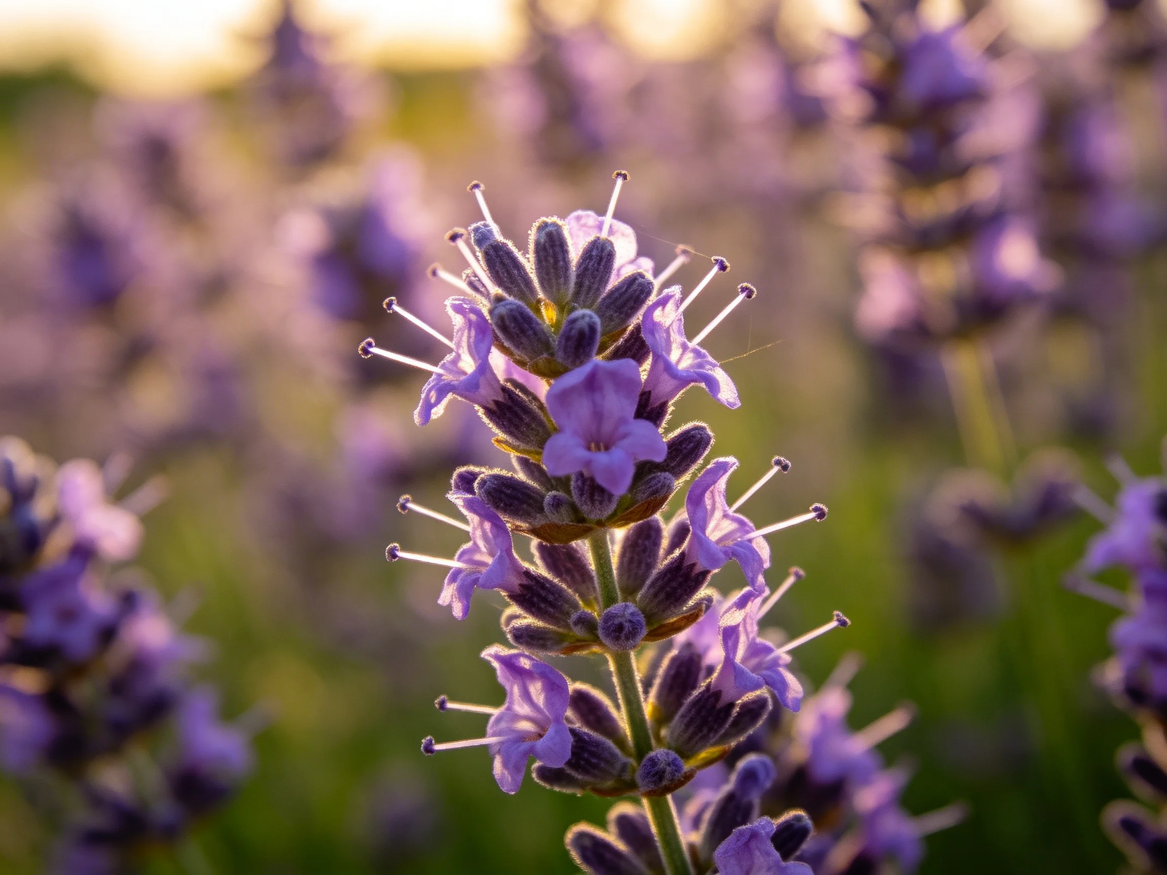 Close-up of vibrant purple lavender blooms in soft natural light