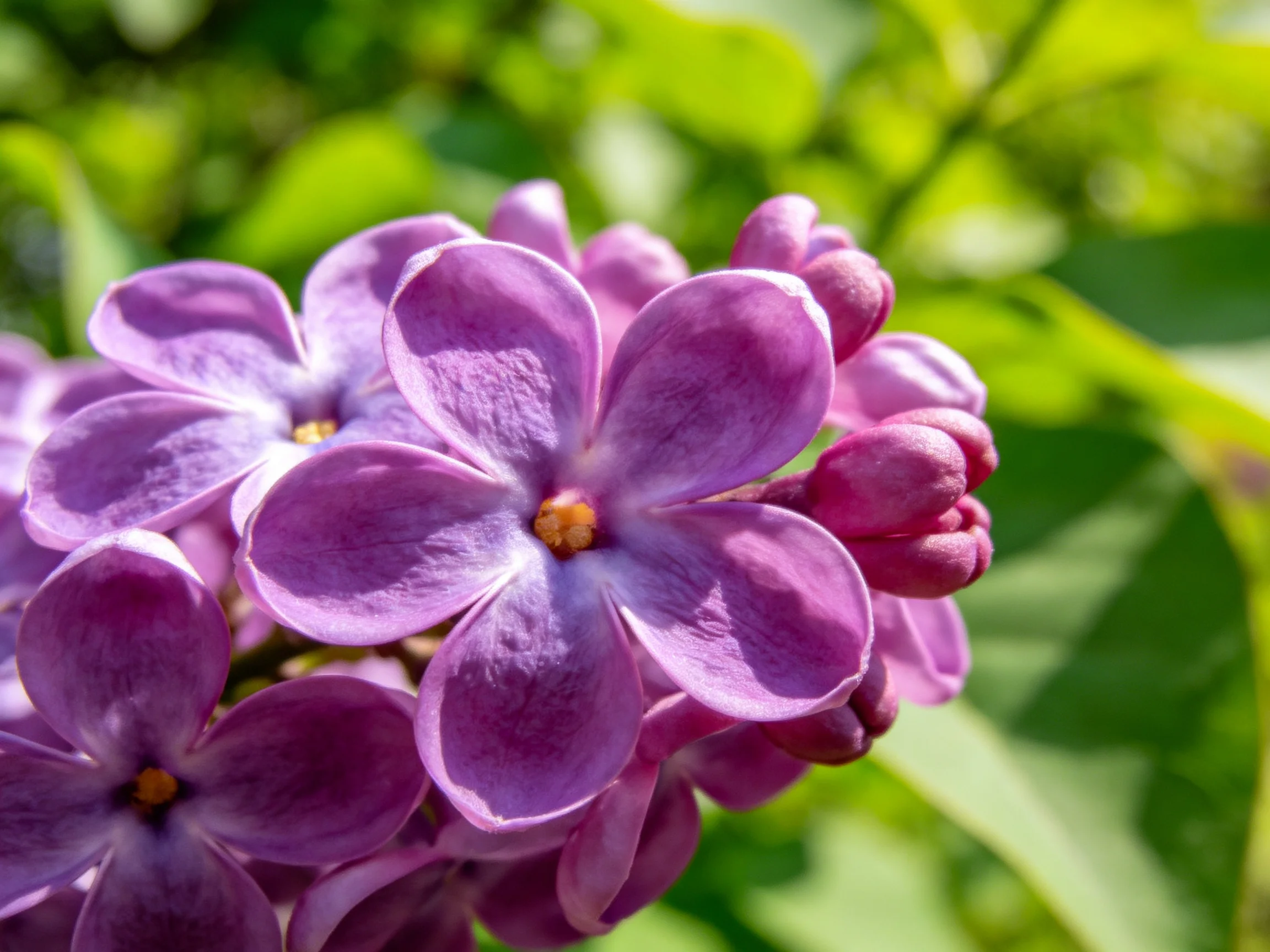 Close - up of vibrant purple lilac blooms against green foliage
