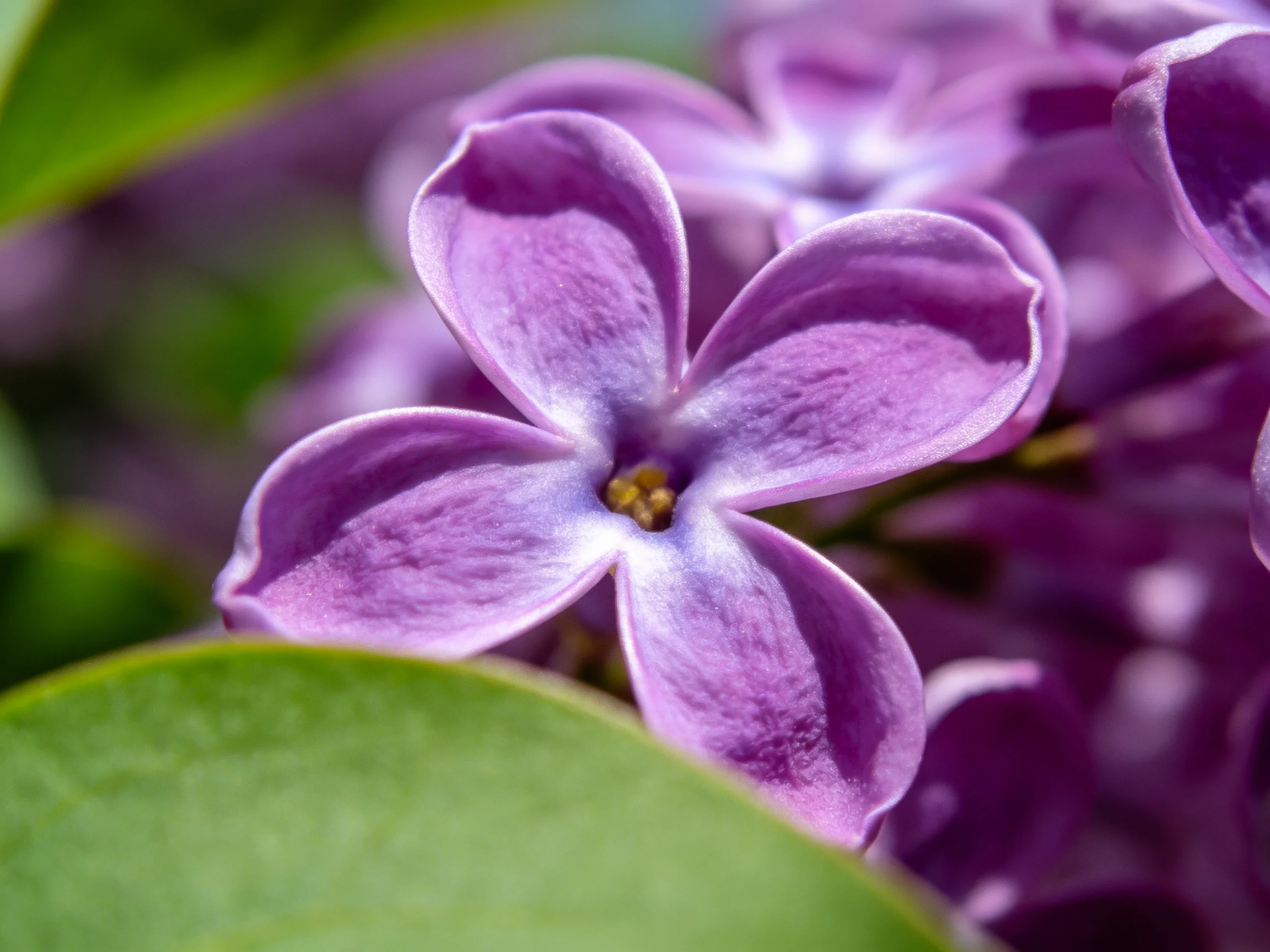 Close - up of vibrant purple lilac blooms with soft green foliage