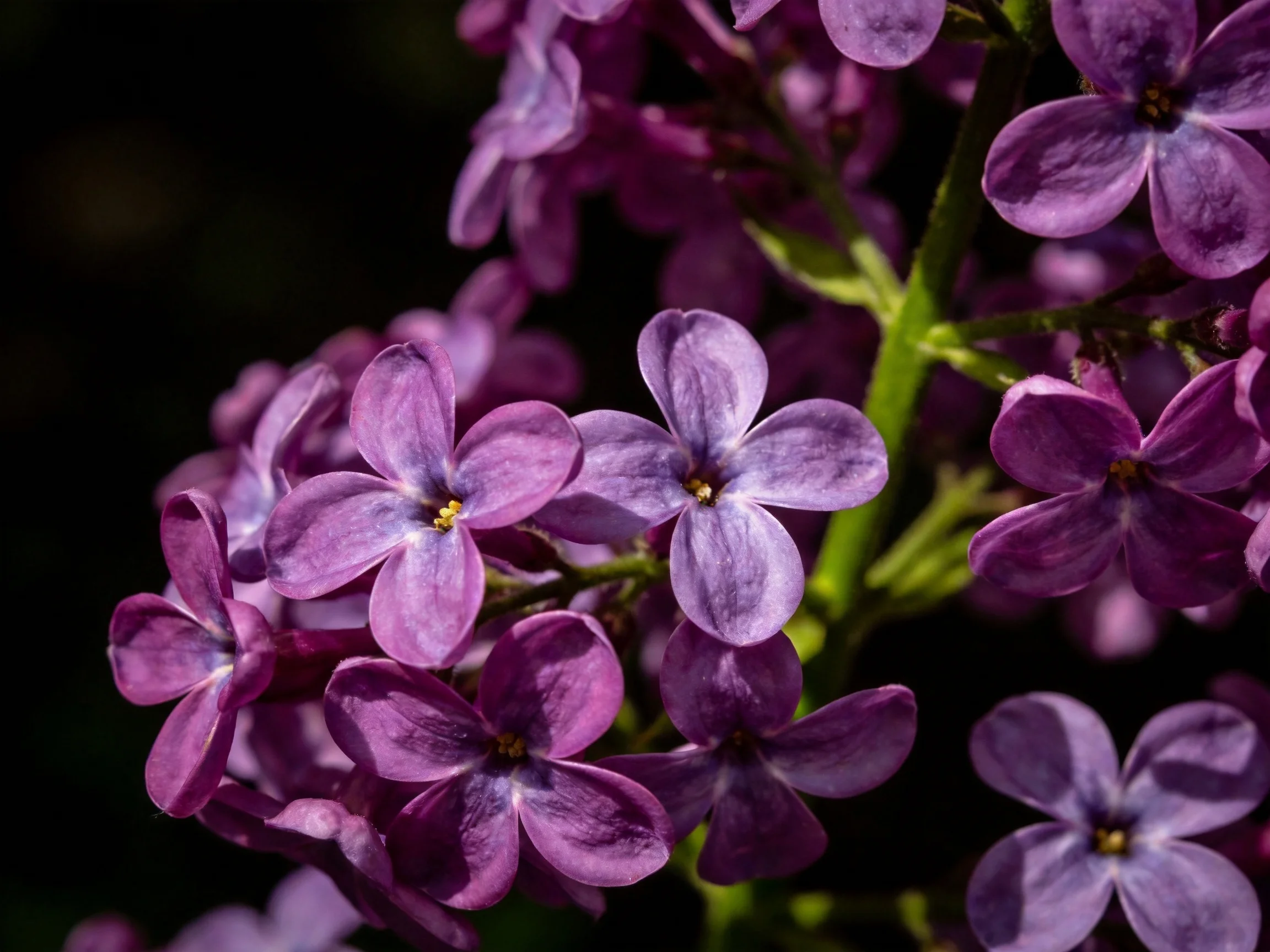 Close-up of vibrant purple lilac flowers with green stems