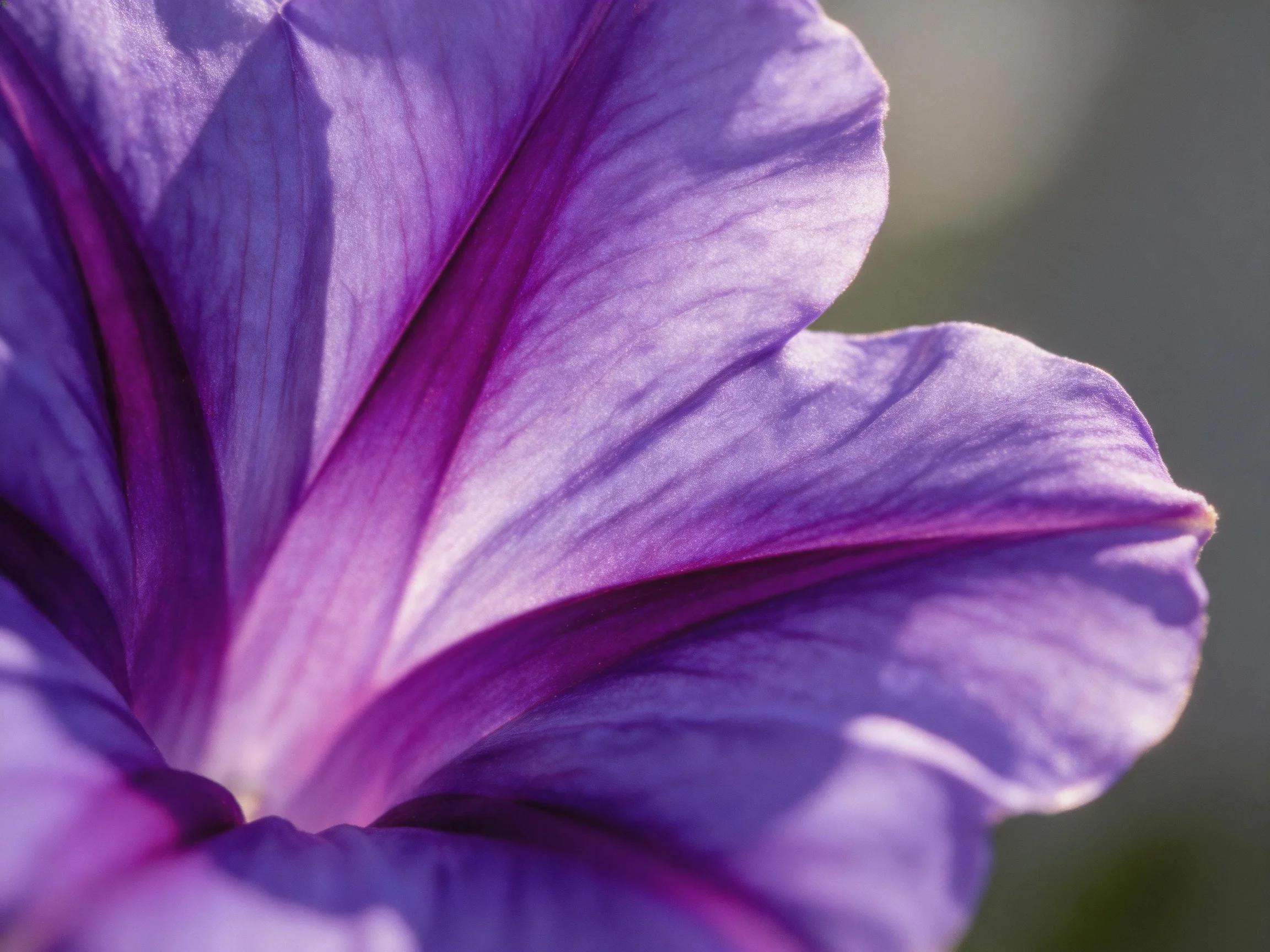 Close-up of vibrant purple petunia petals with soft lighting