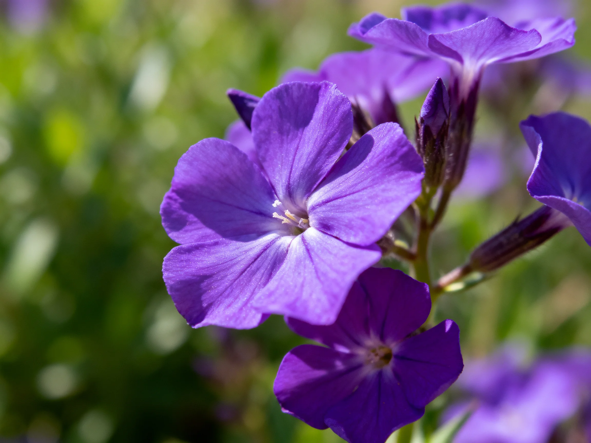 Close-up of vibrant purple phlox flowers against blurred greenery