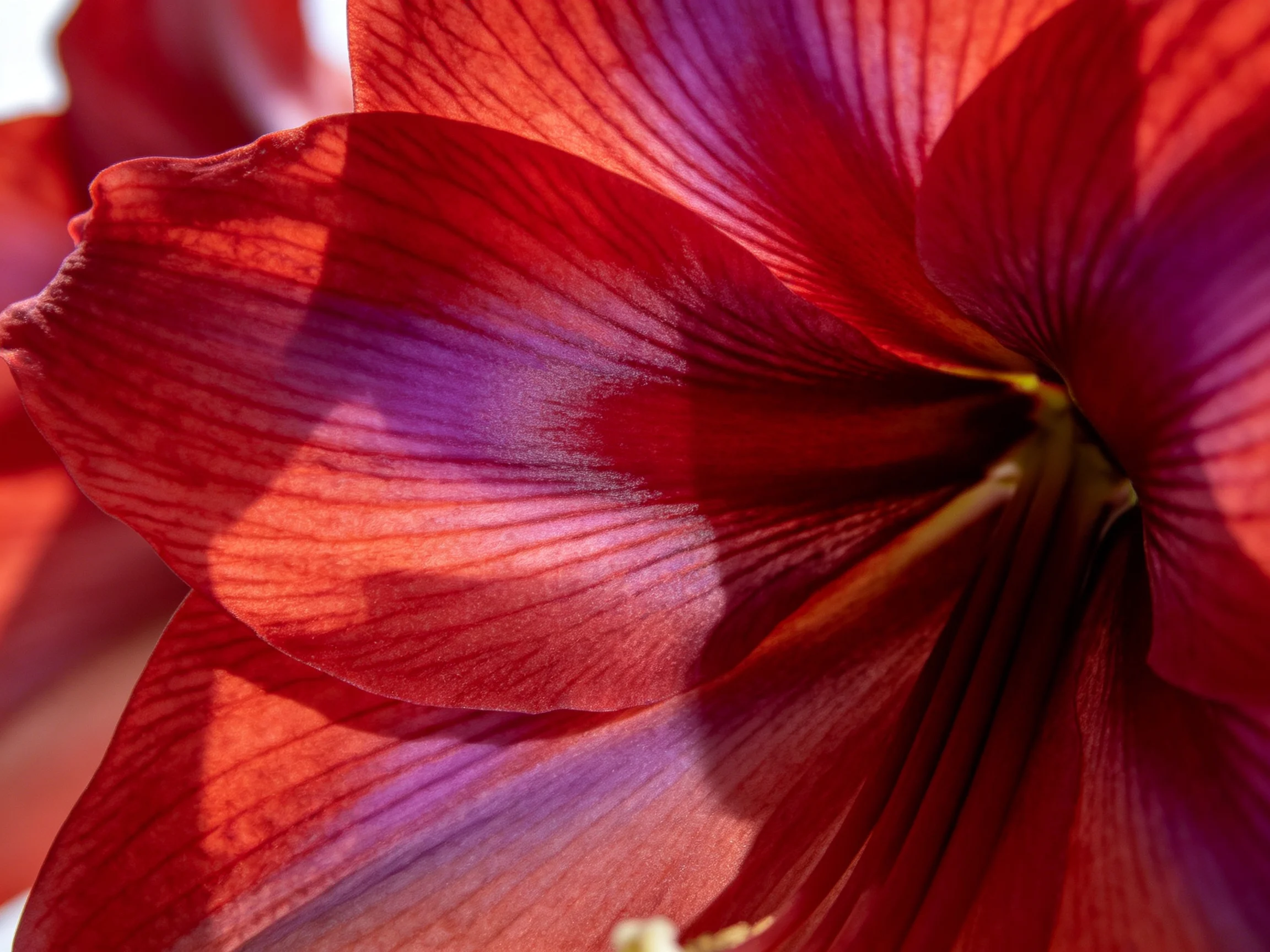 A close - up view of a flower with red and purple petals.