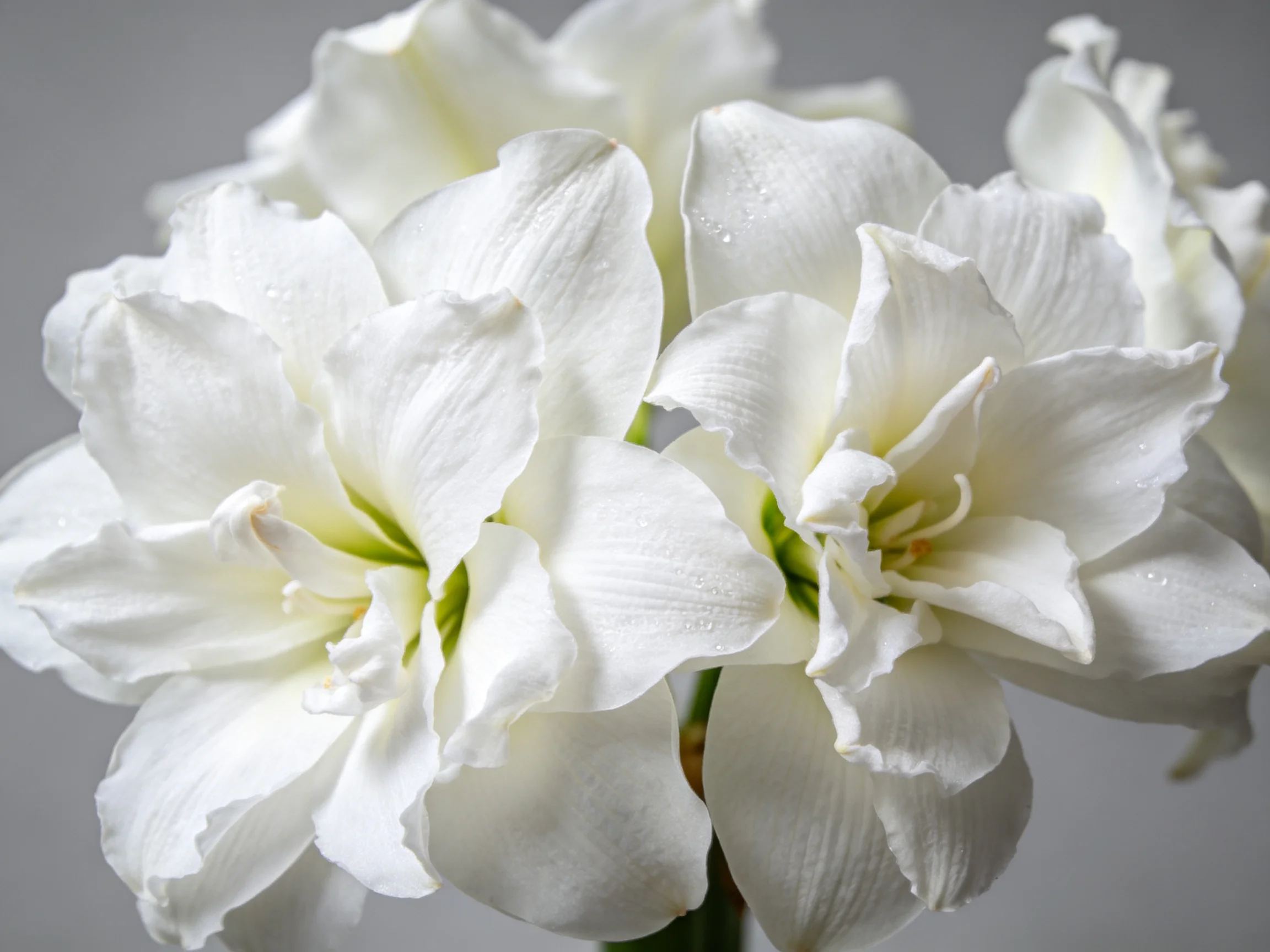 Close - up of white amaryllis blooms with soft lighting